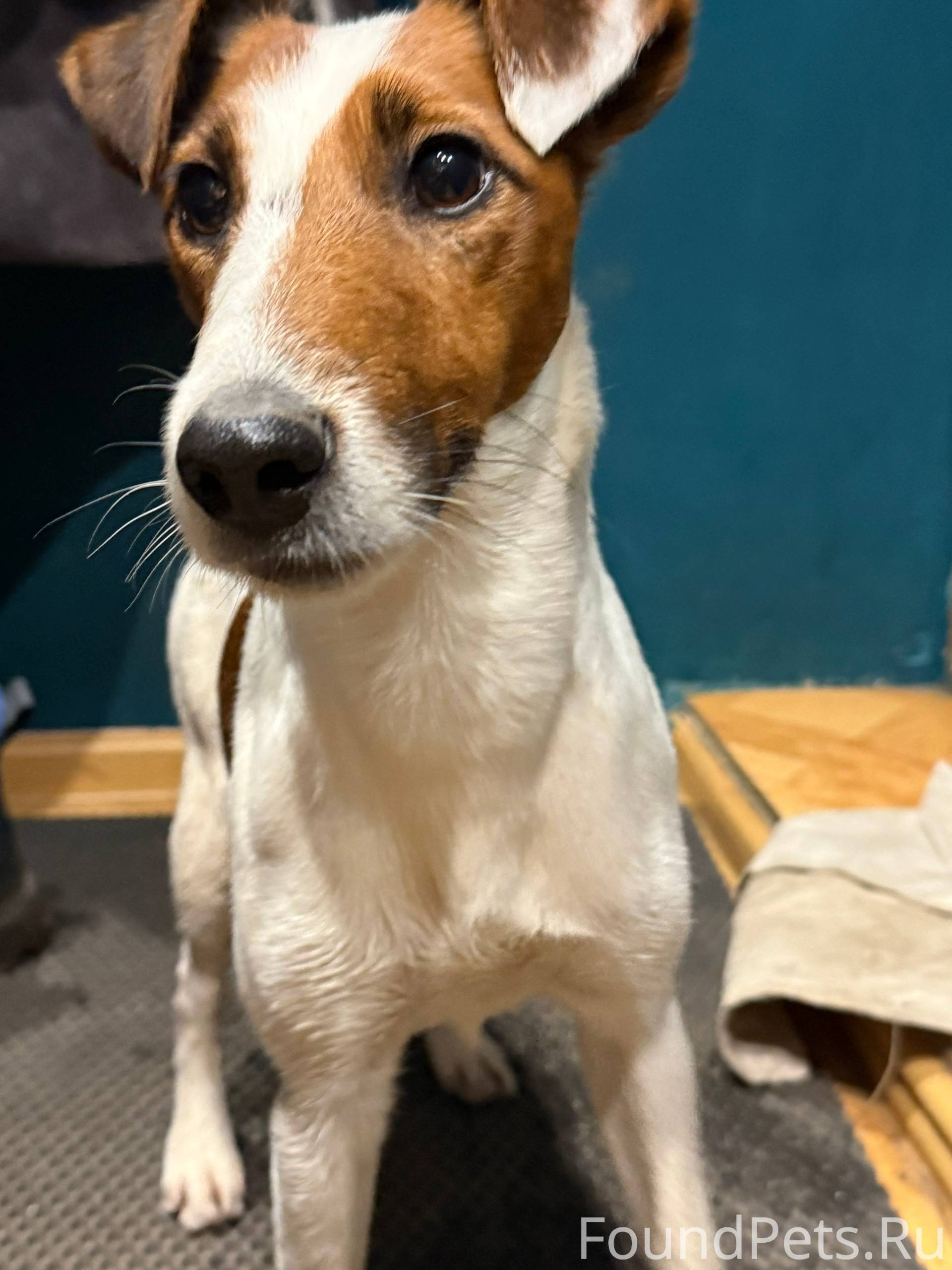 Чья собака потерялась? Джек Ра...