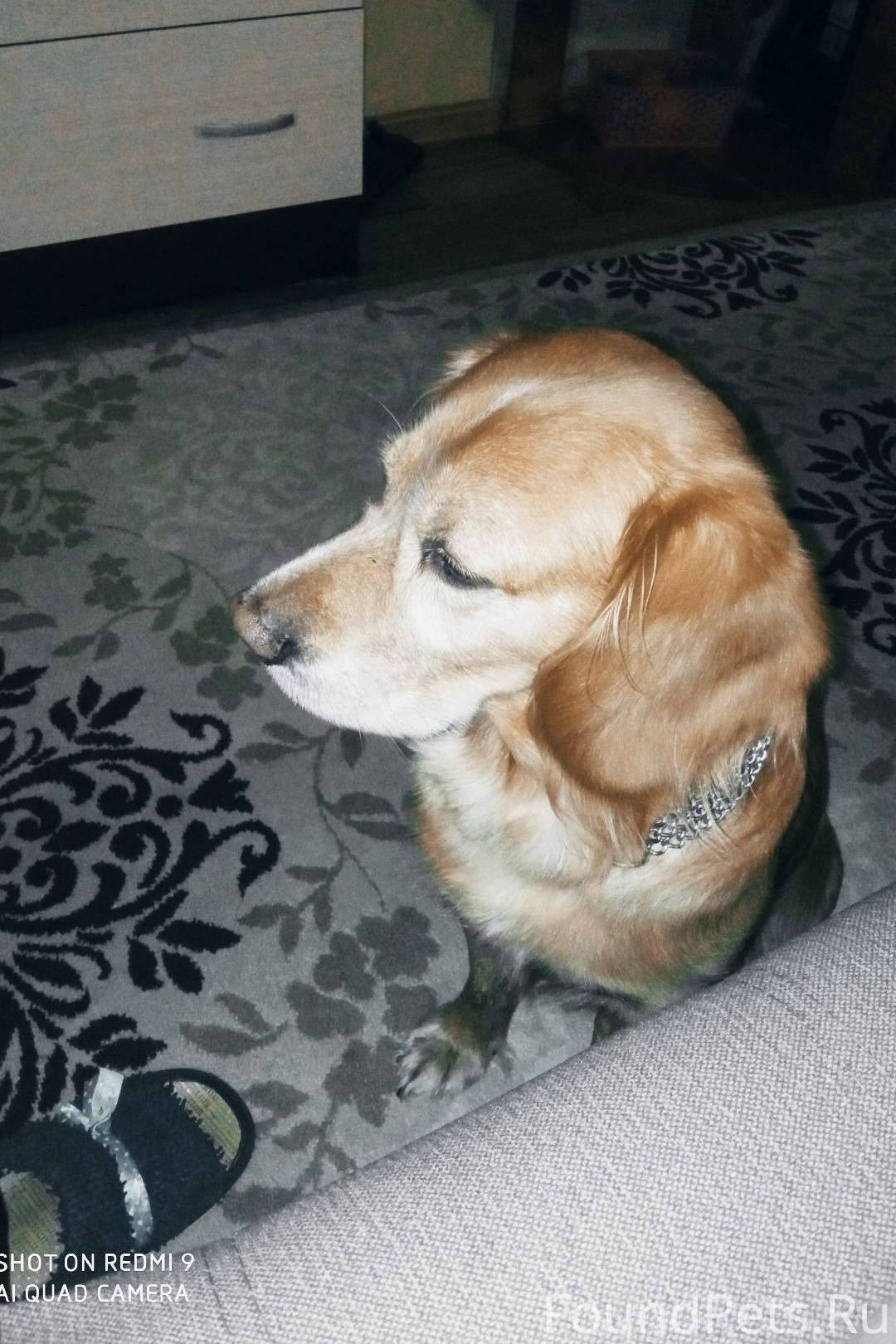 Потерялась собака! Последний р...