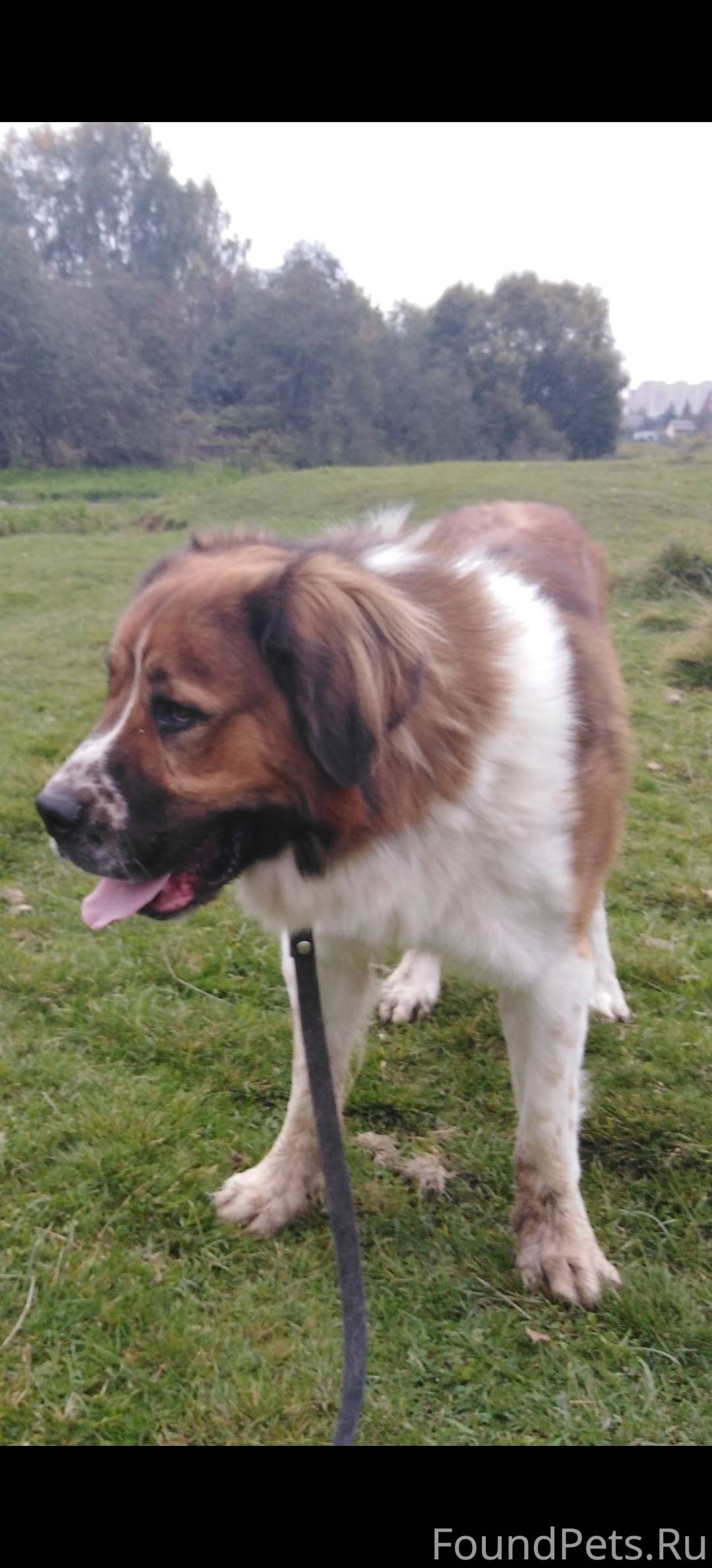 Пропала собака, если что либо ...