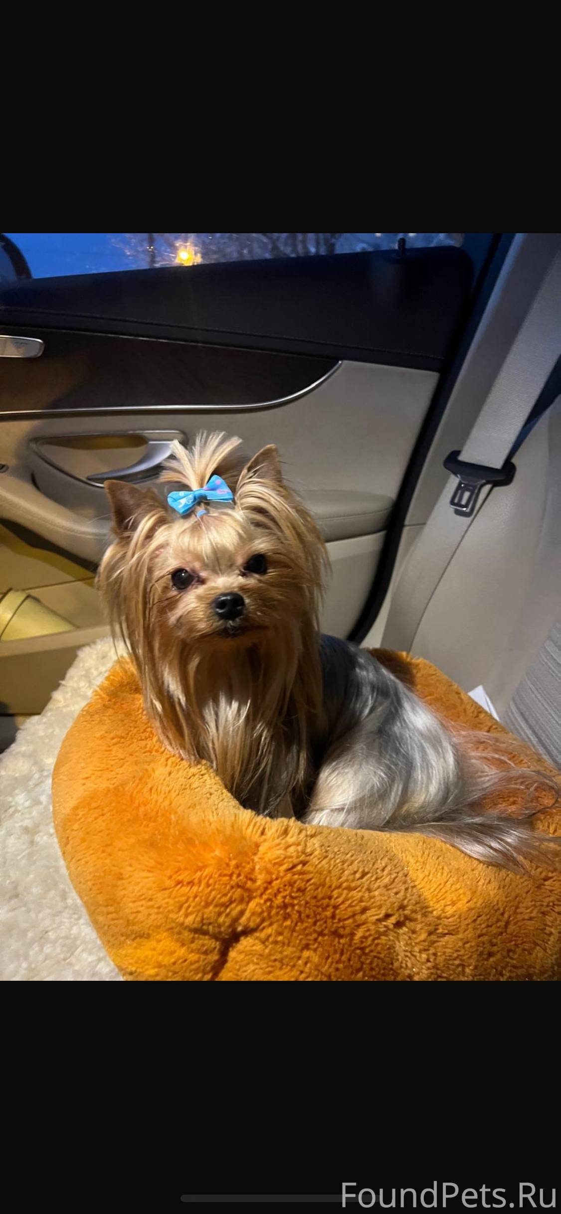 Пропала собака 