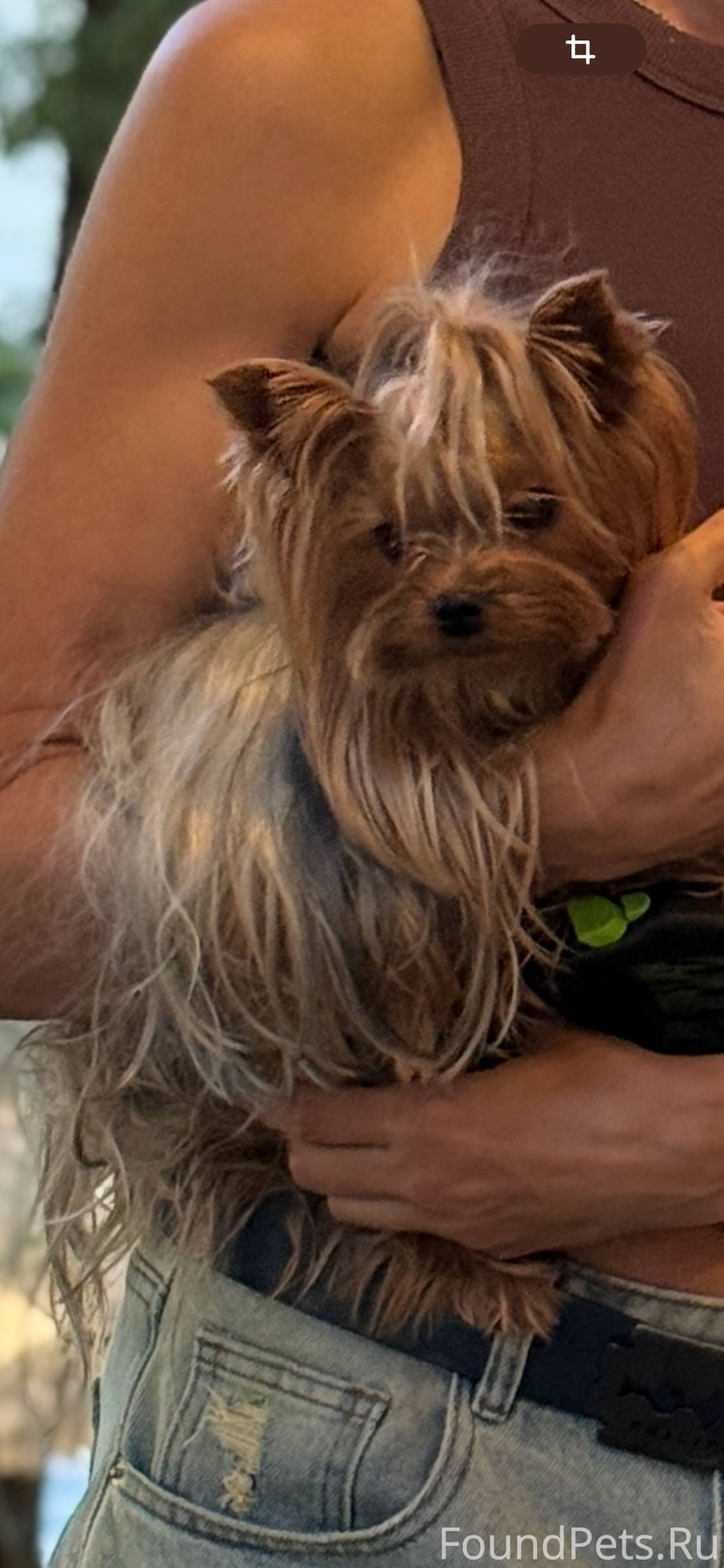 Пропала собака 