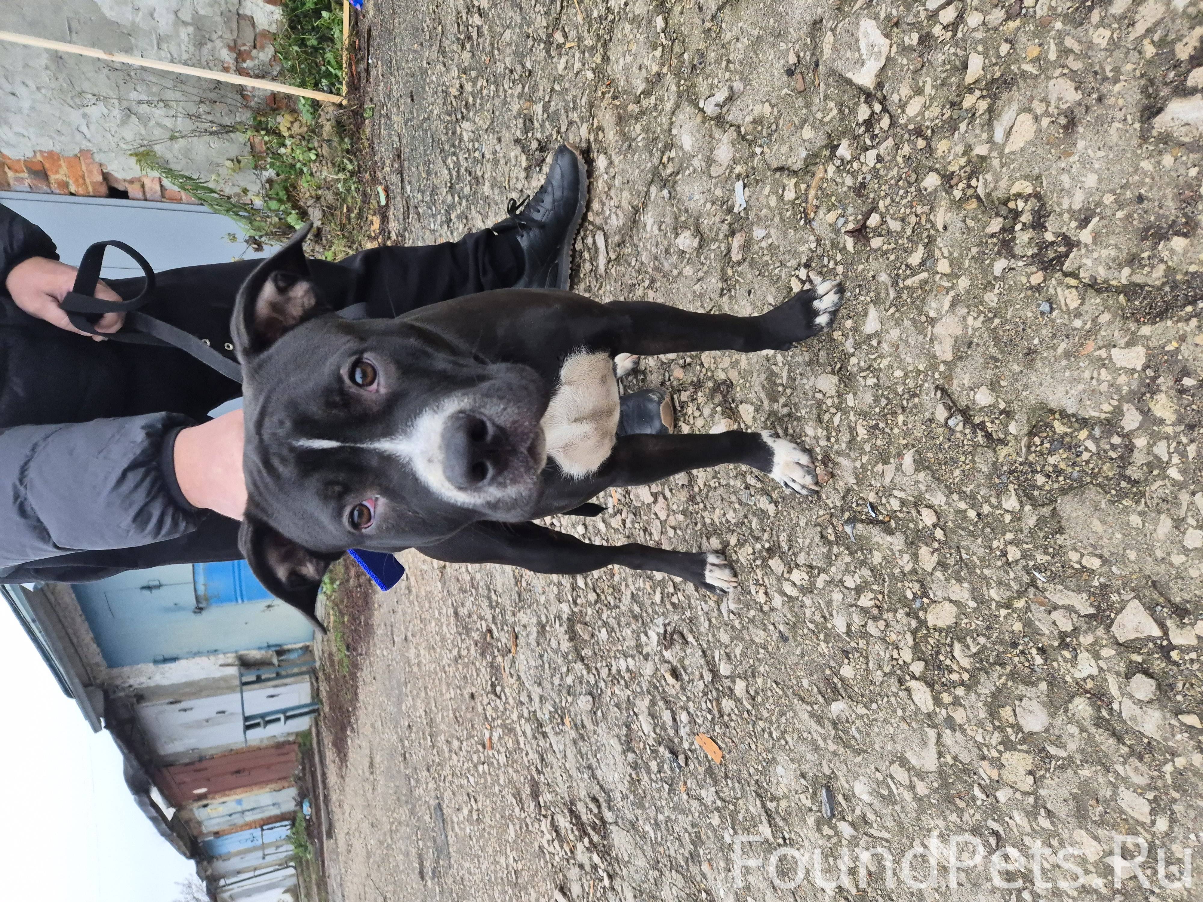 НАЙДЕНА СОБАКА, СТАФФ