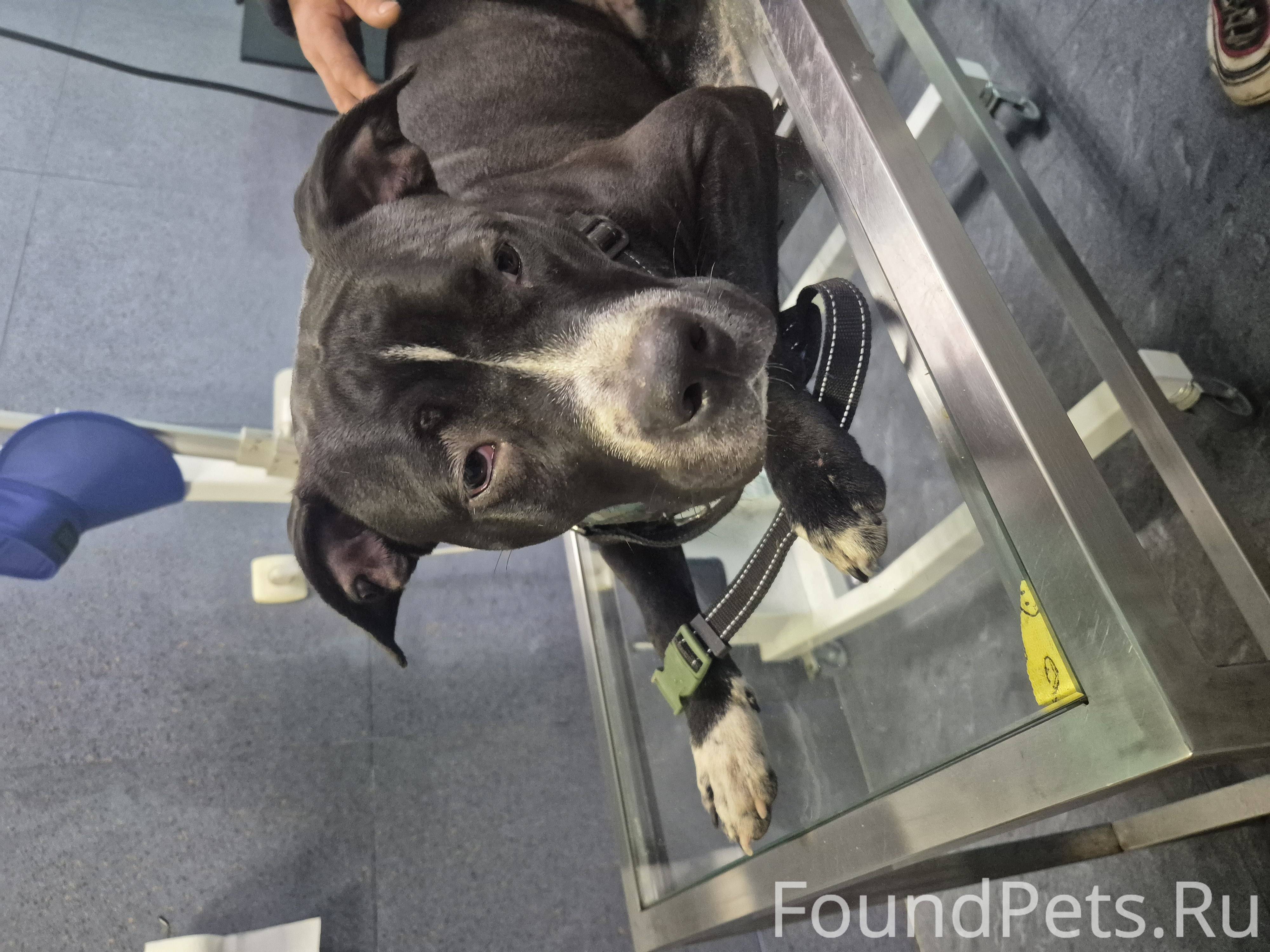 НАЙДЕНА СОБАКА, СТАФФ