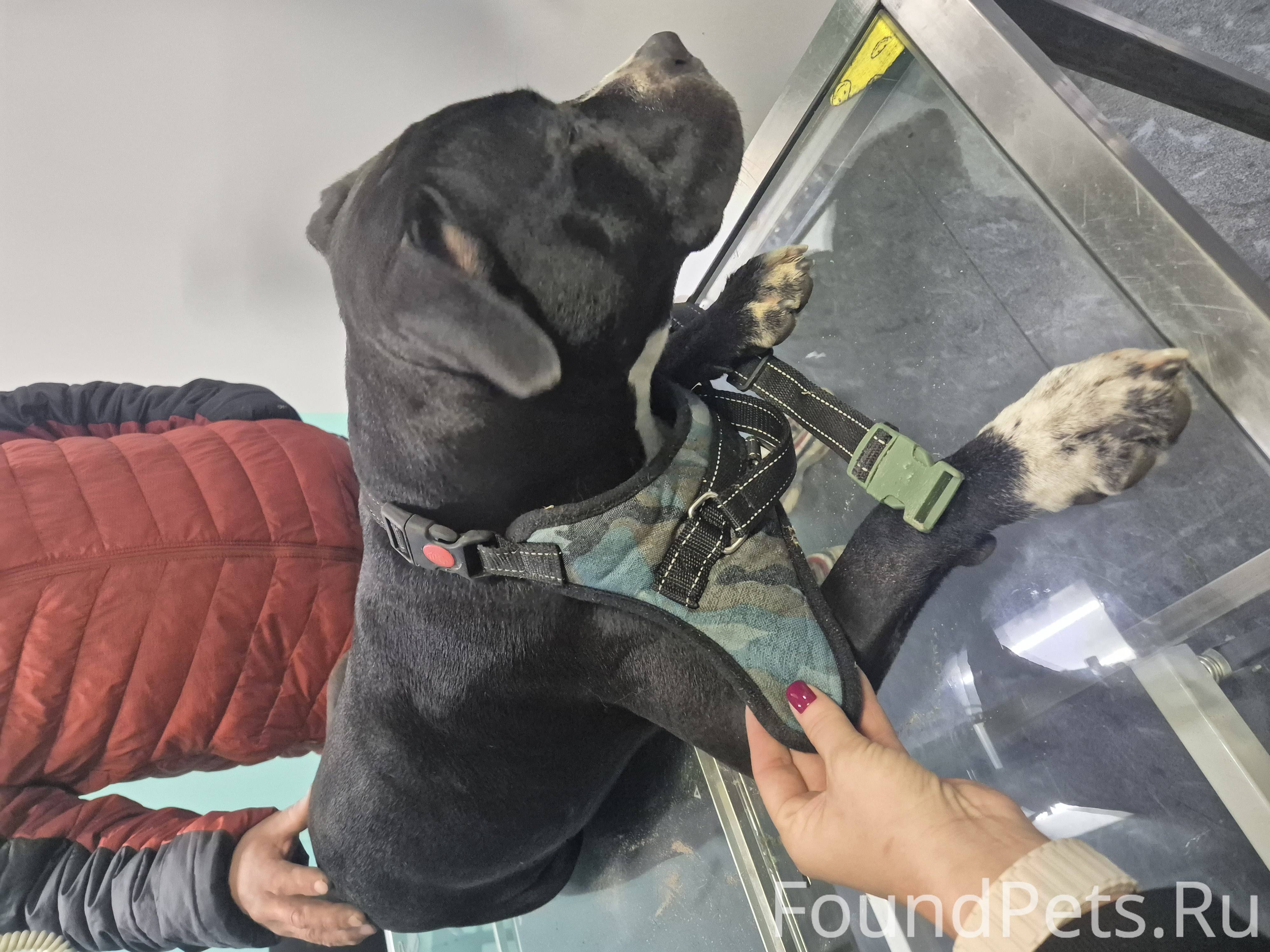 НАЙДЕНА СОБАКА, СТАФФ