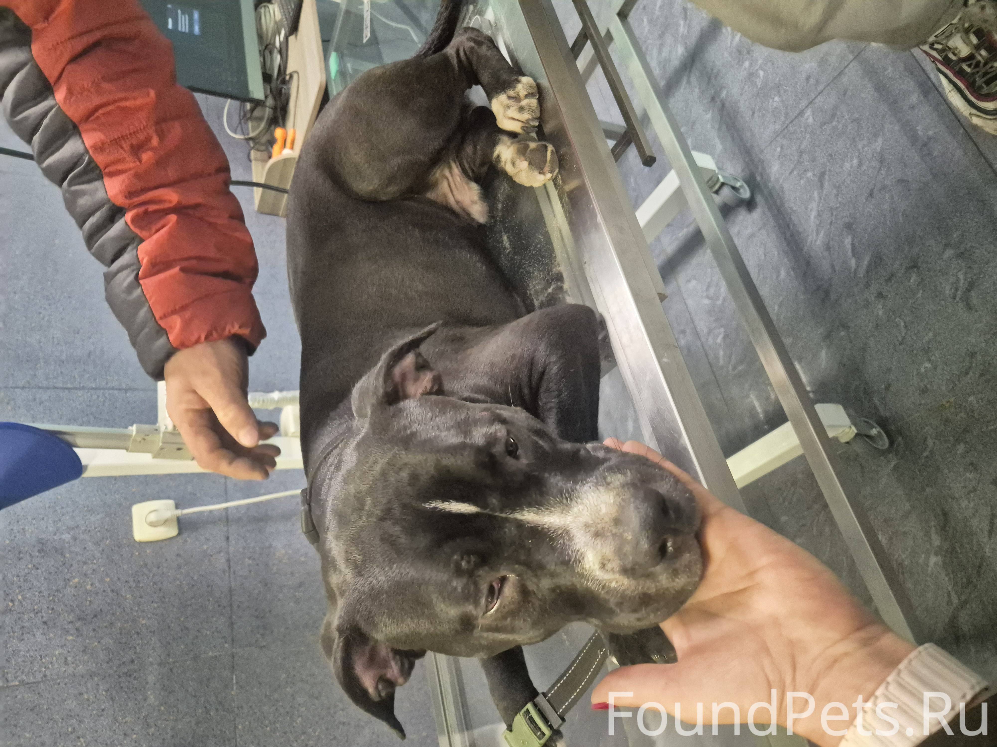 НАЙДЕНА СОБАКА, СТАФФ