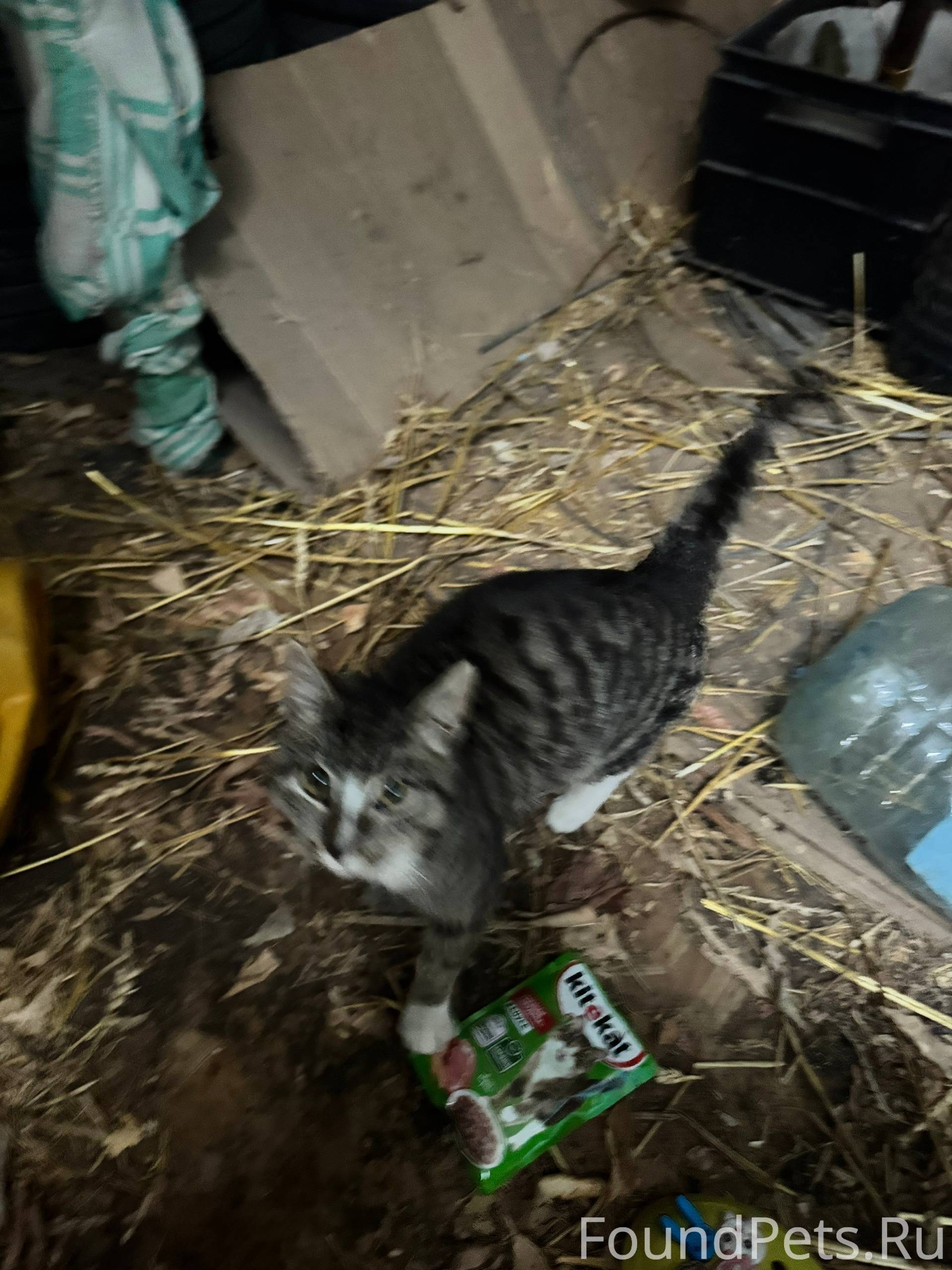 #БгдПомоги Глухово. Кто потеря...