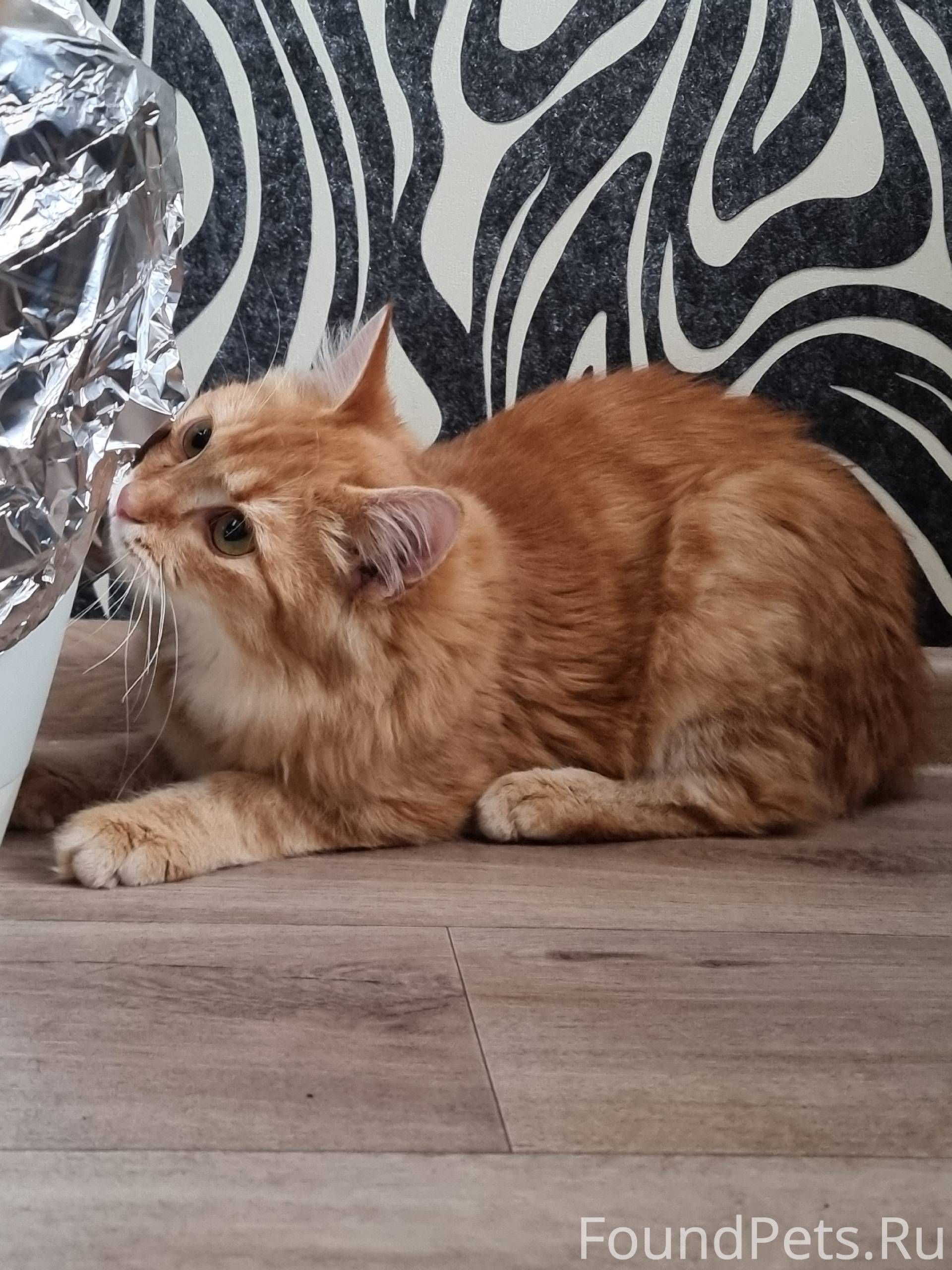 Найден кот, в Энгельсе (район ...