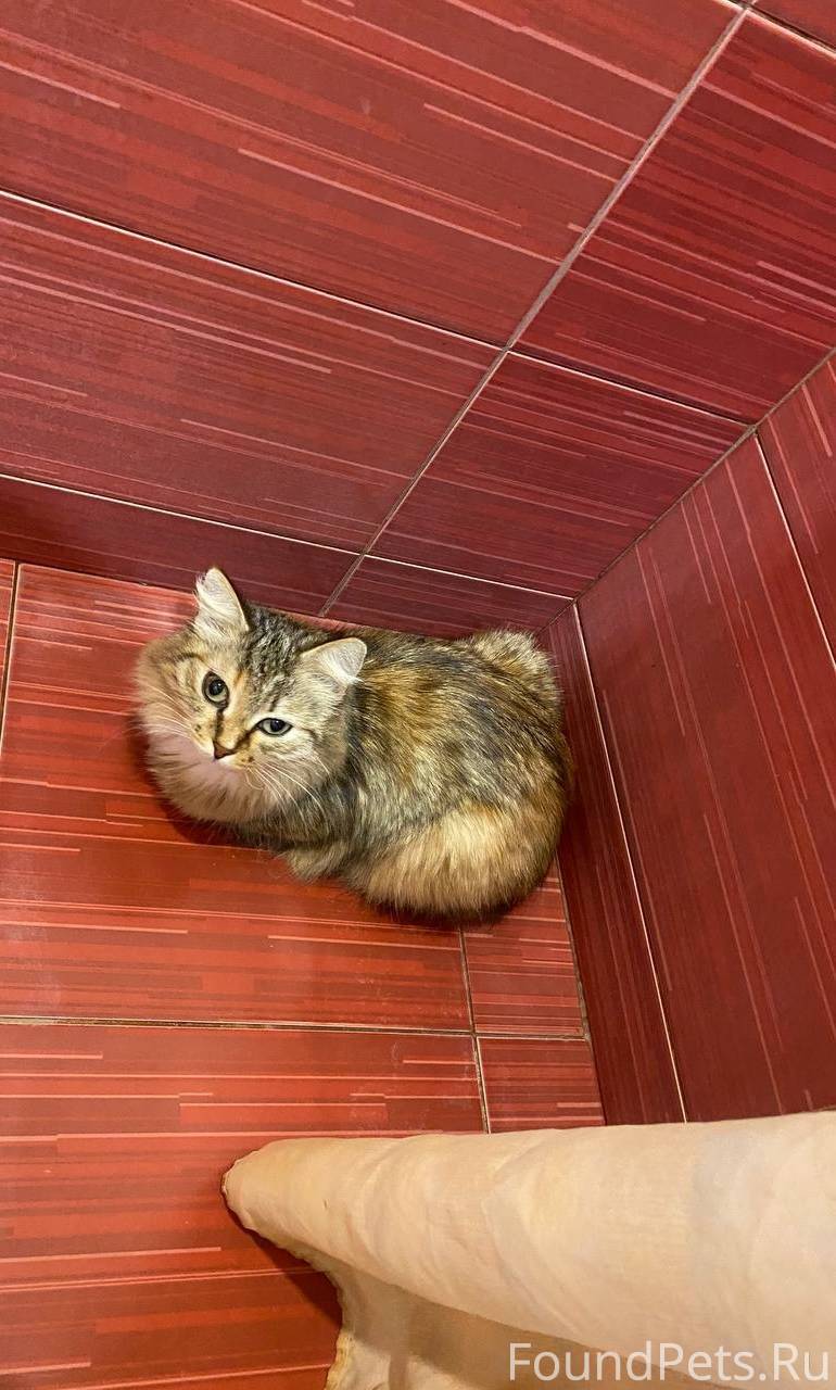 Срочно нужен дом либо передерж...