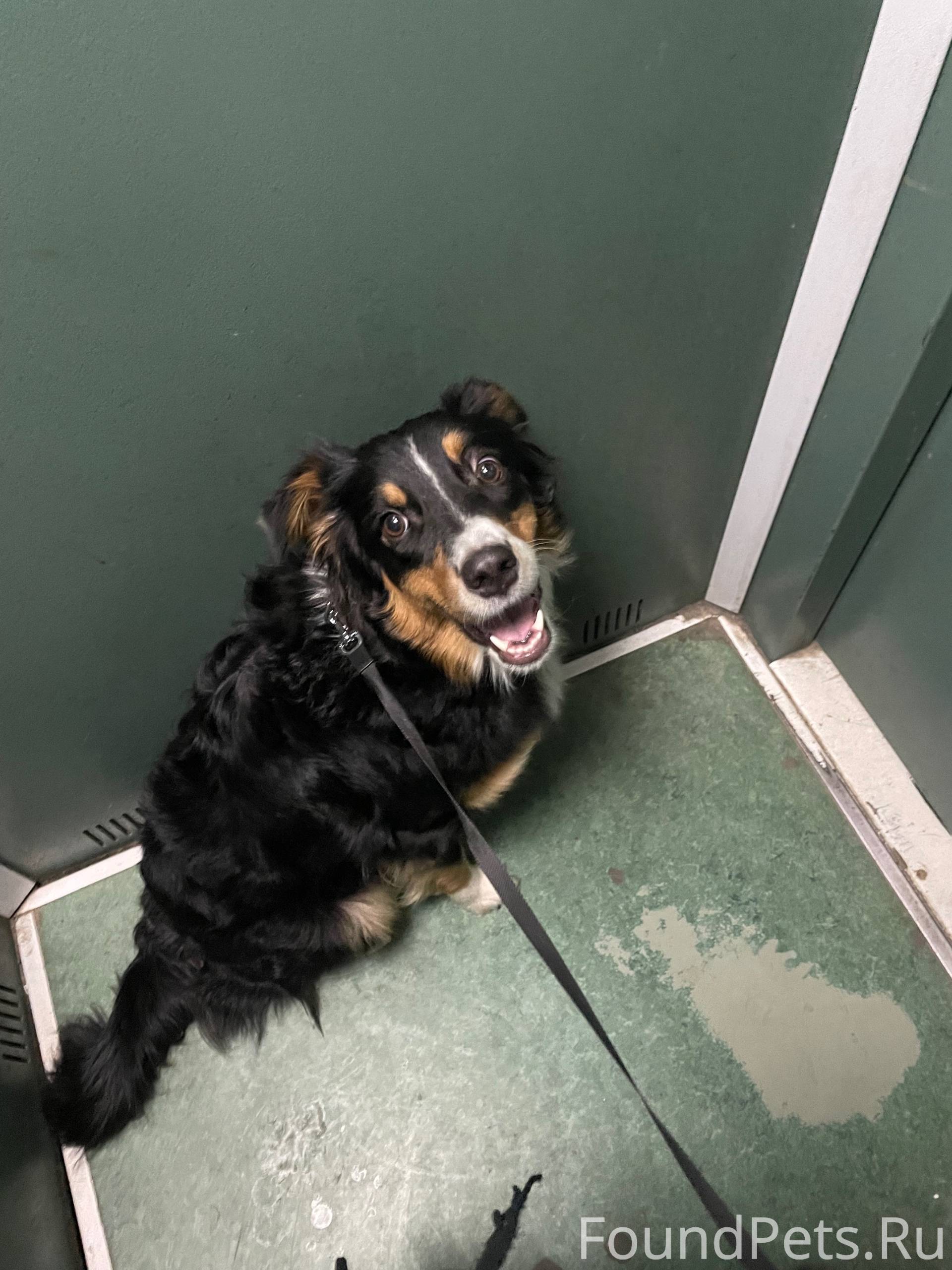 Потерялась собака Сорвалась с ...