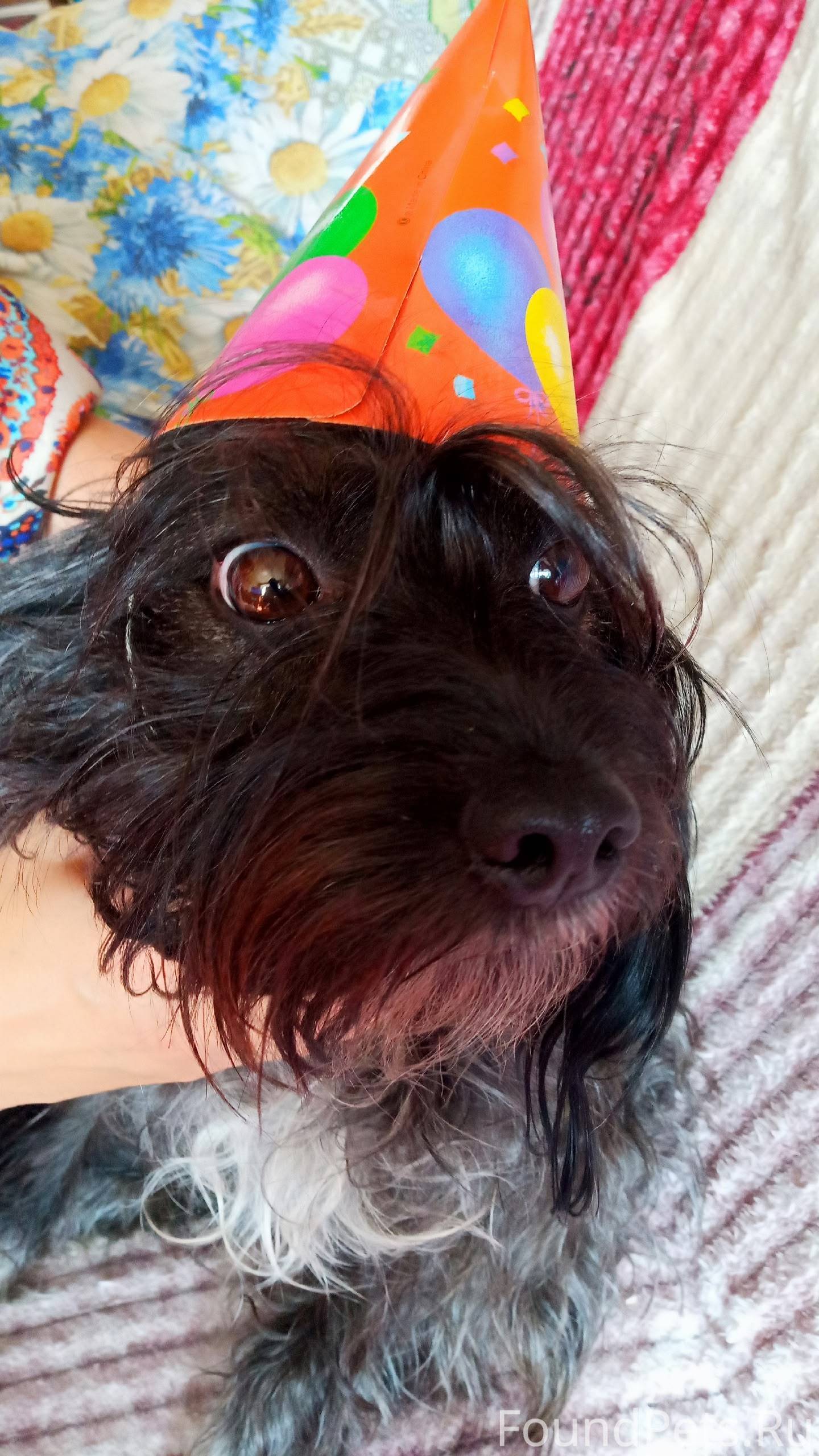 Потерялась собака, черная кудр...