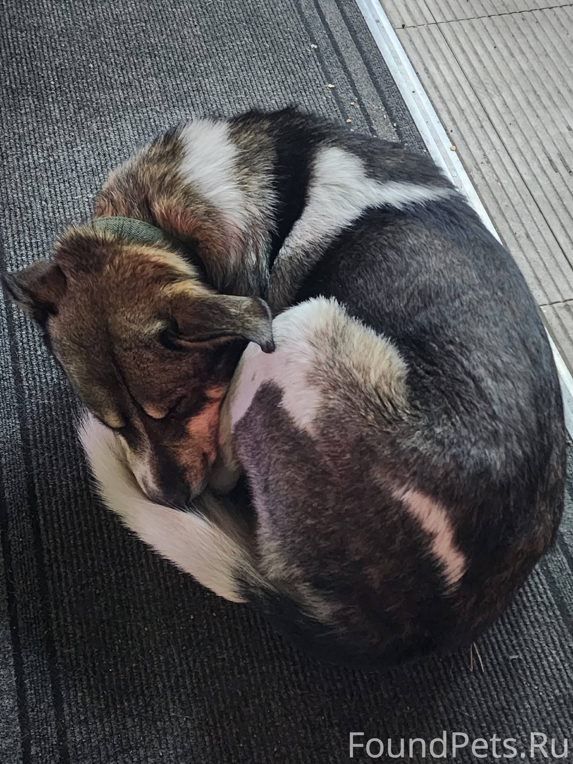 Мёрзнет красивая собака на ули...