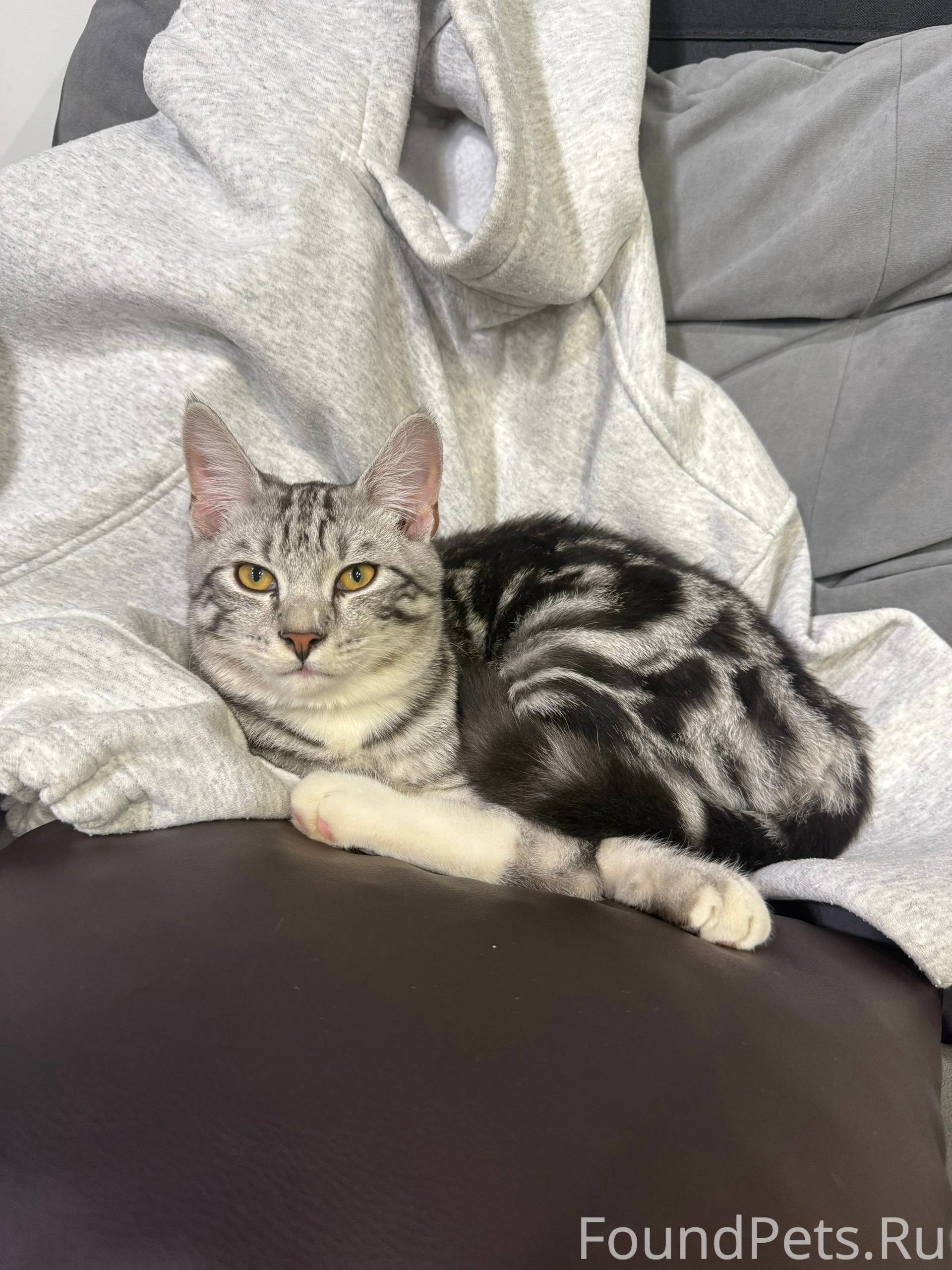 ❓Найден кот в районе Лукошка. ...