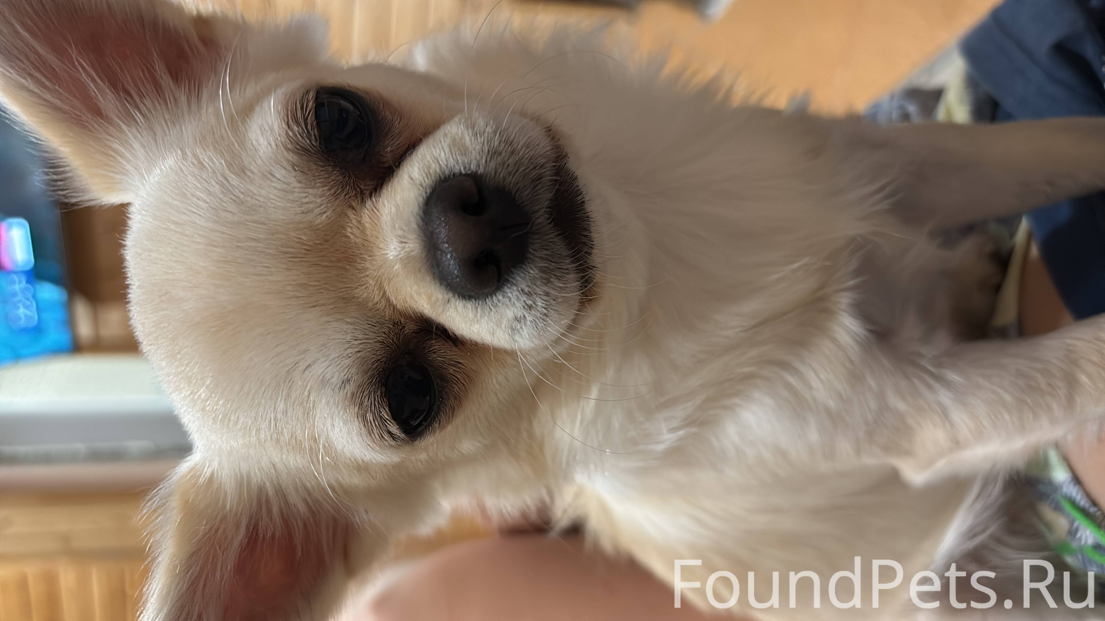 Пропала собачка Чихуахуа 