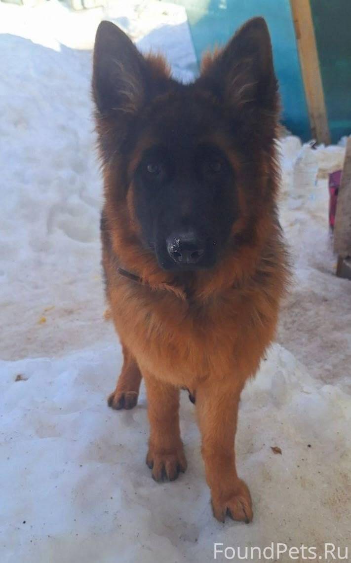 Пропала собака, длиношерстная ...