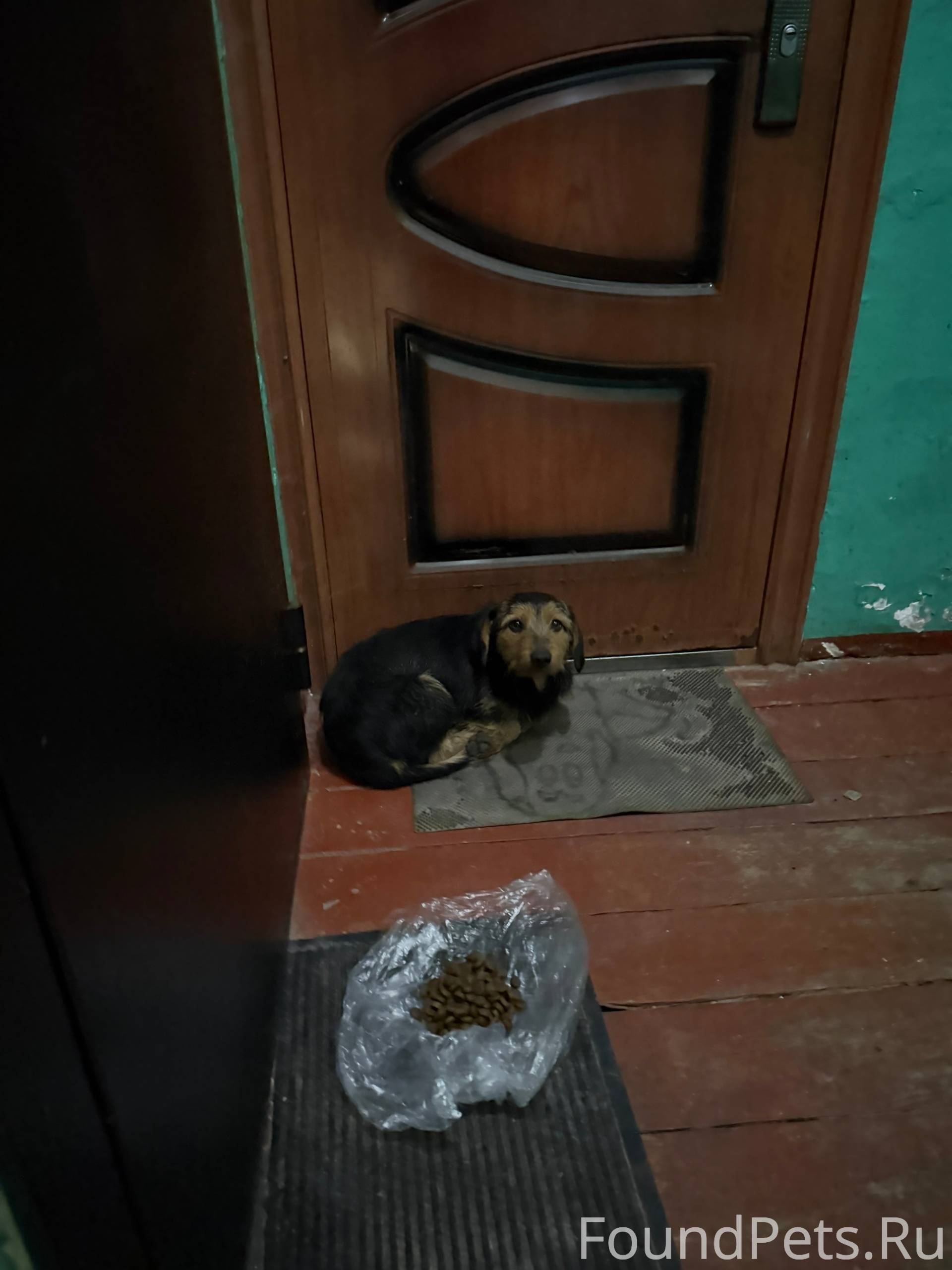 Маленькая собака, греется в По...