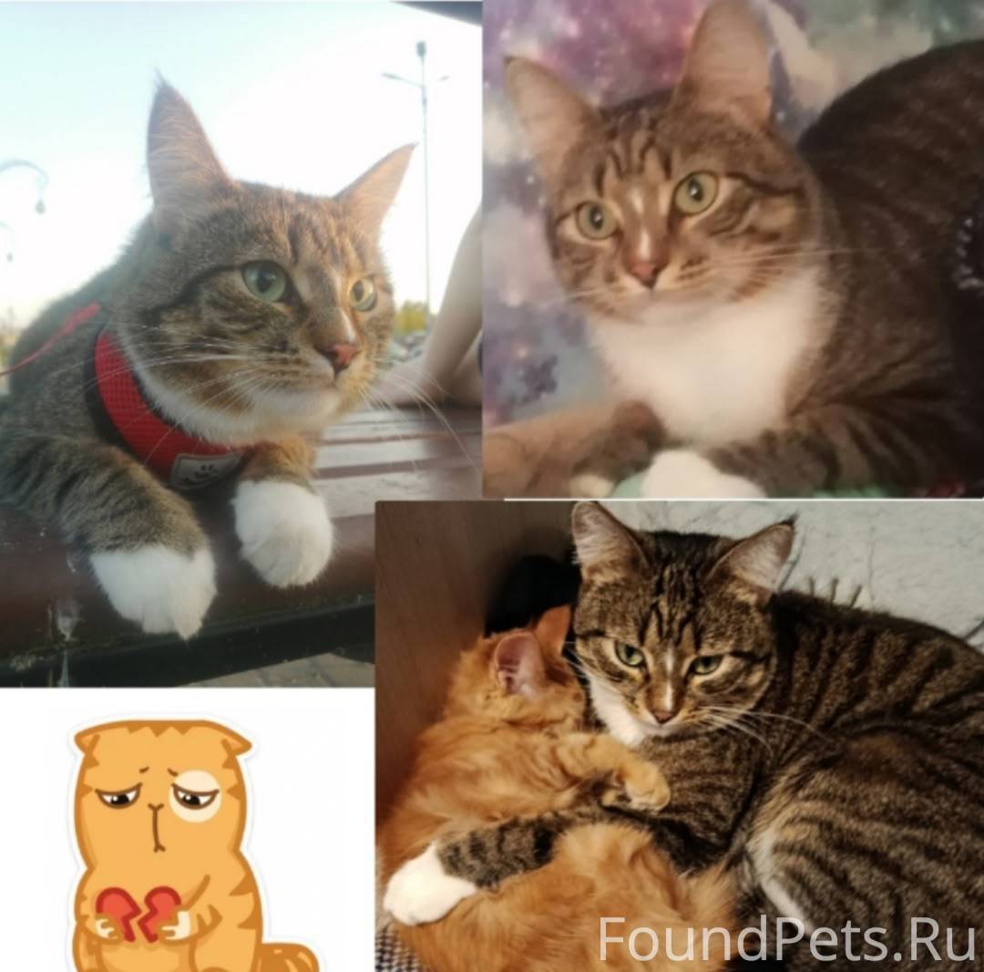 Пропал кот , Барсик. Потерялся...