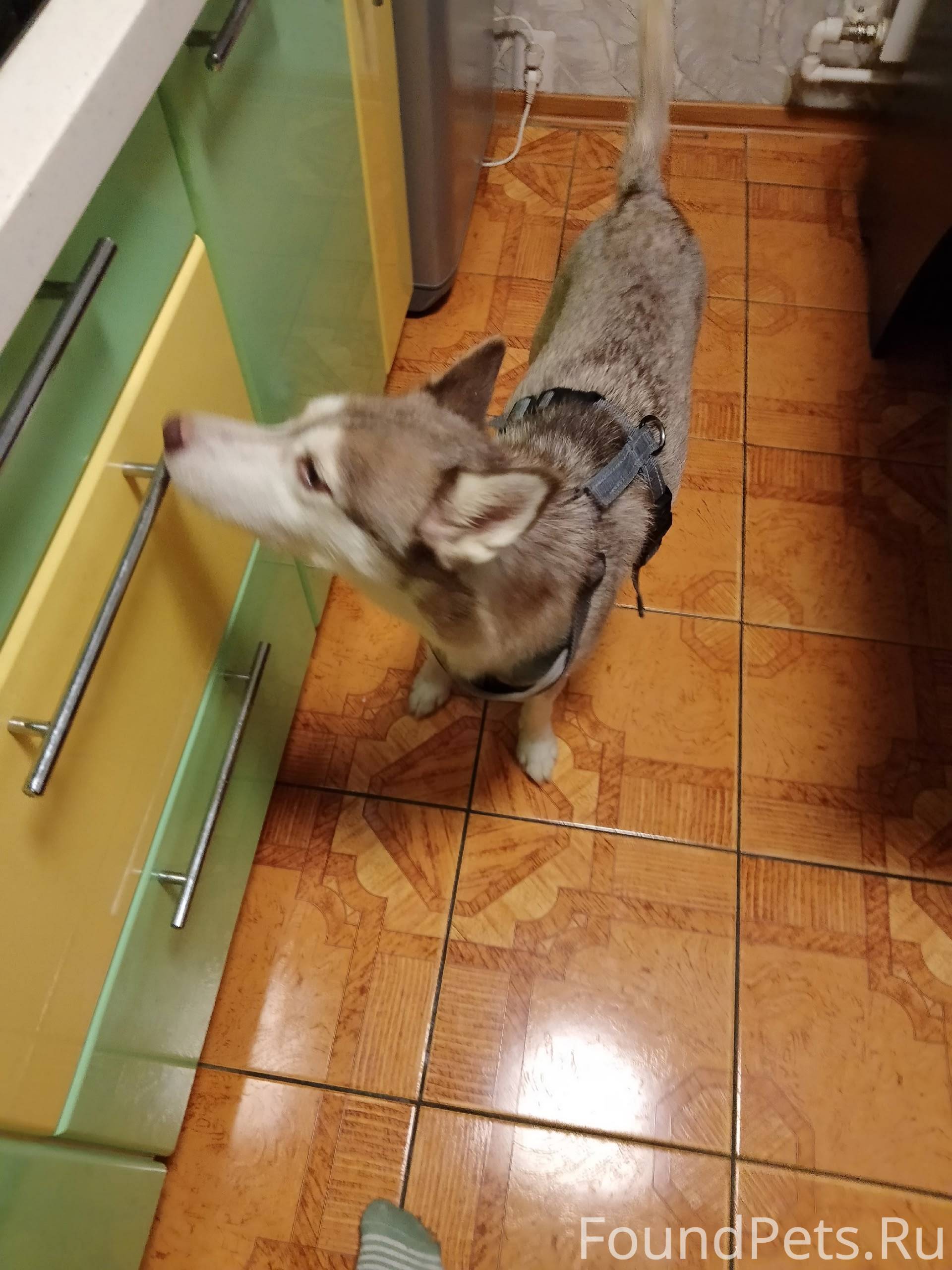 На труда 60 найдена собака. Хо...