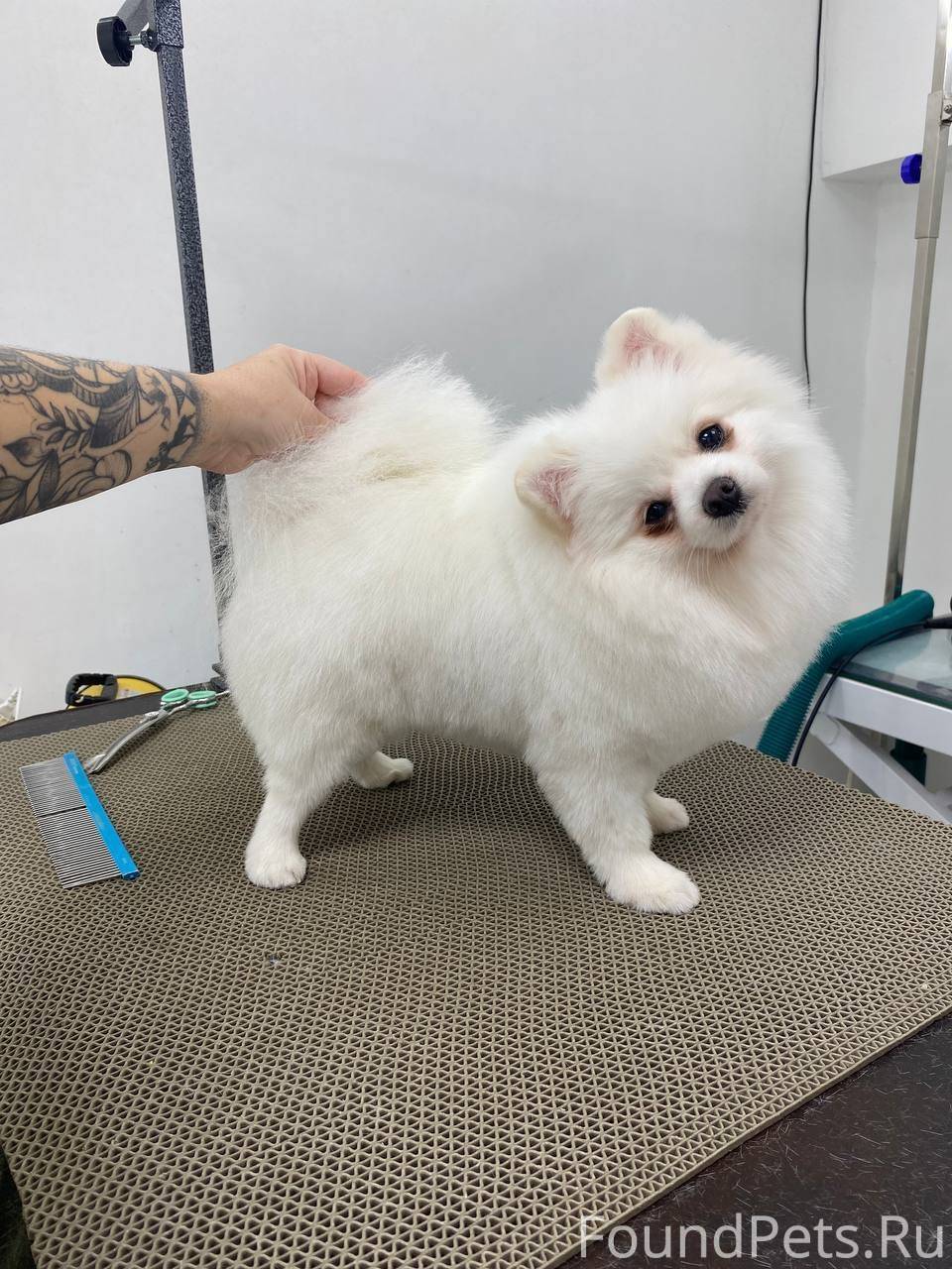 Пропала собака шпиц, белого цв...