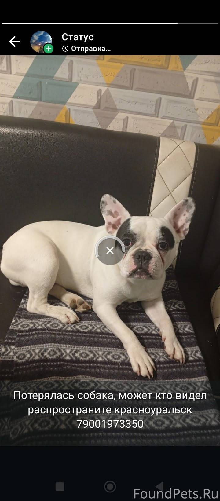 Потерялась собака может кто ви...