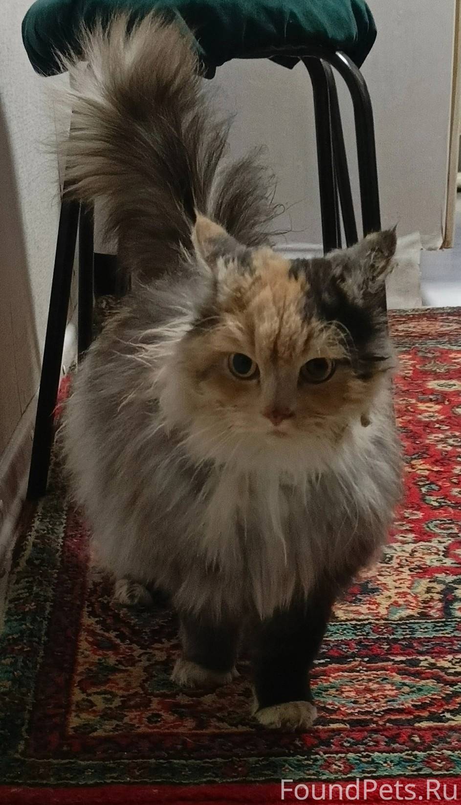 БОЛЬШАЯ КРАСИВАЯ КОШКА! Эльза ...