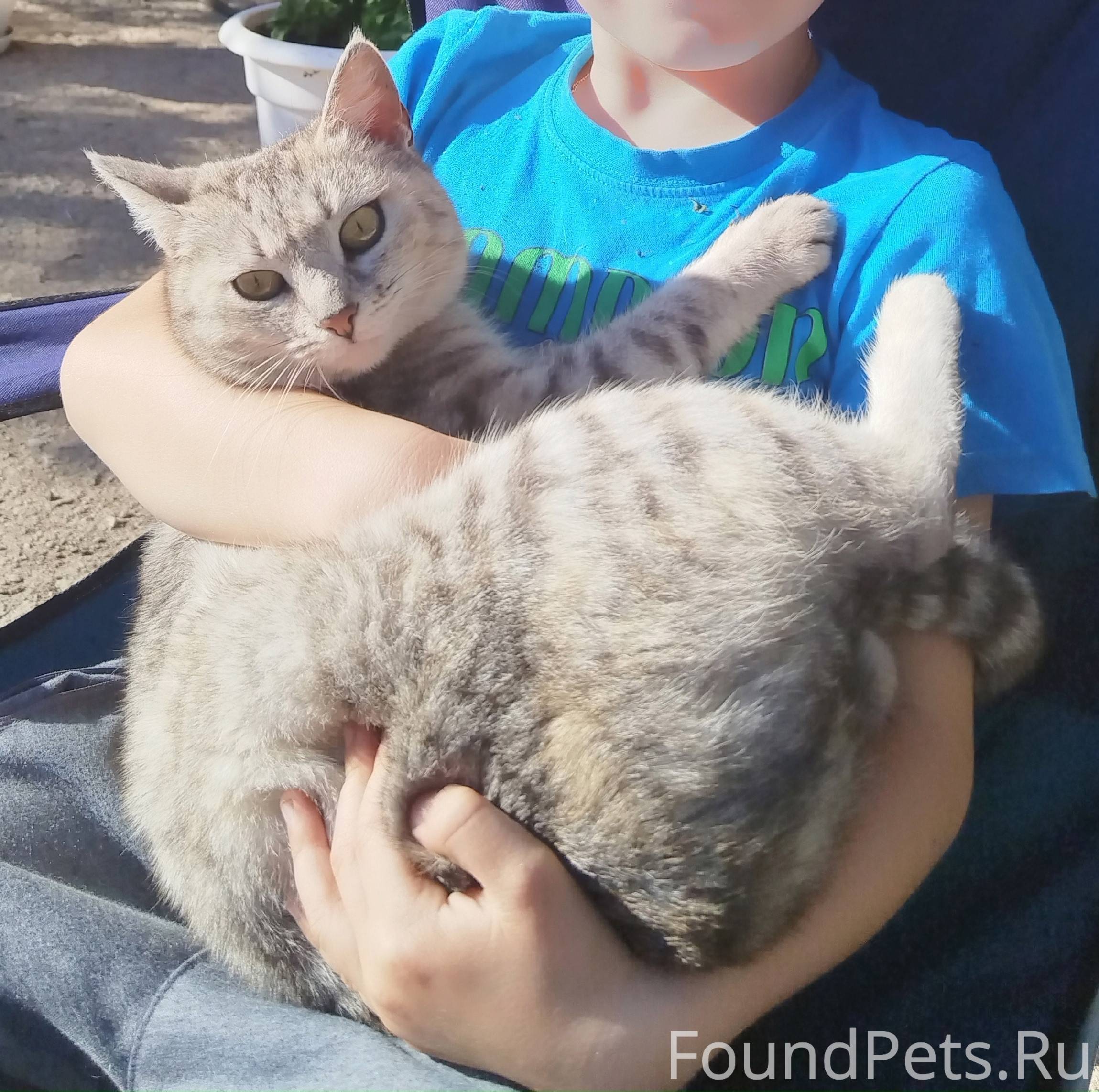 25.11 пропала кошка (район Пог...