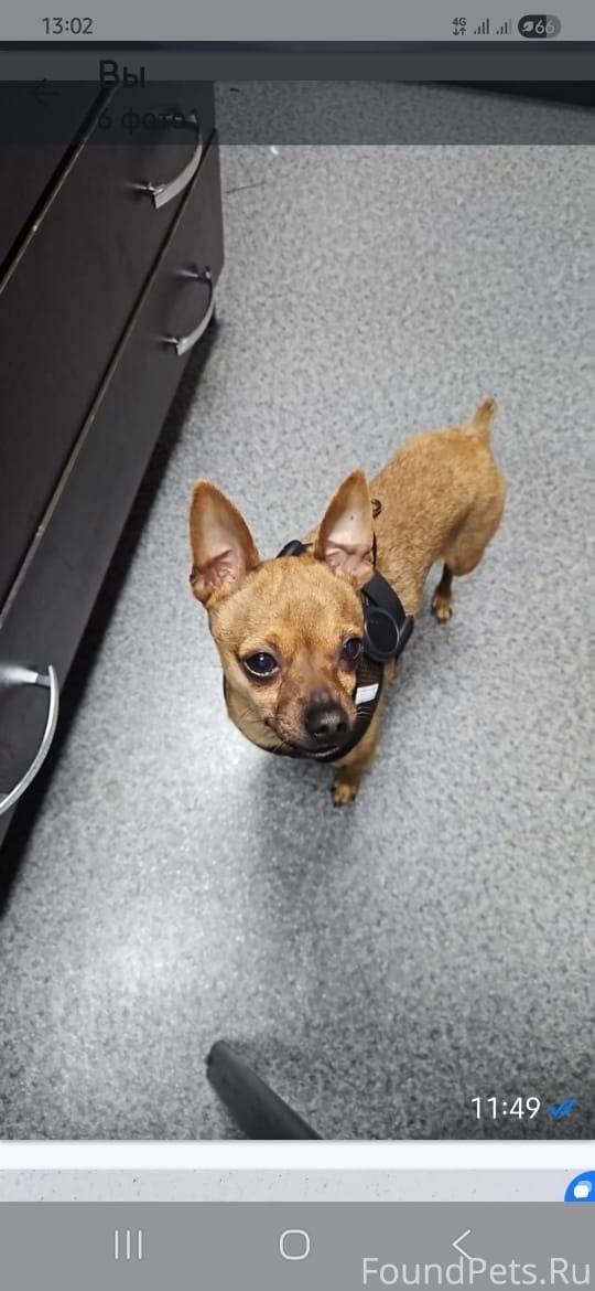 Потерялась собака той-терьер, ...