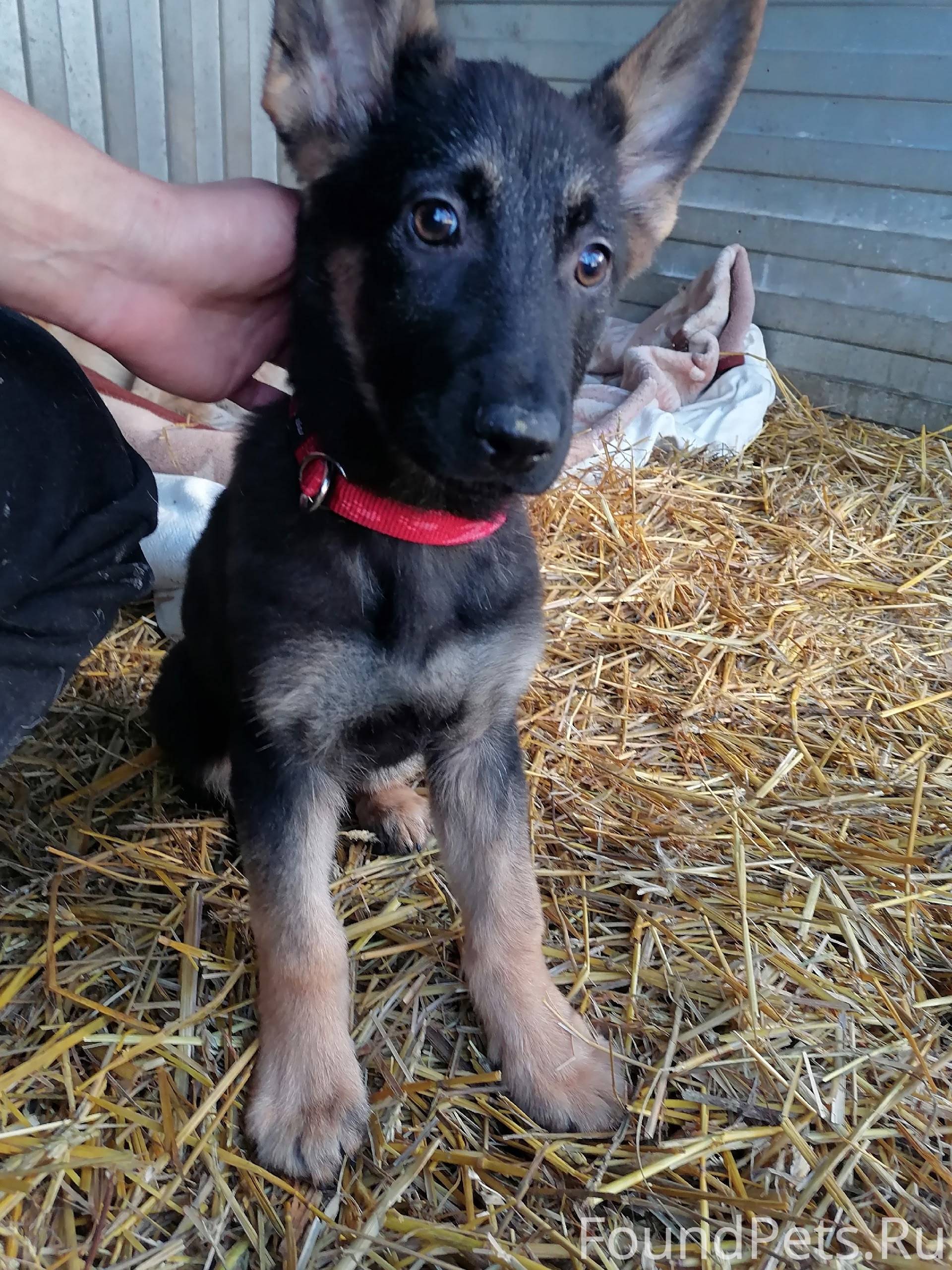 СРОЧНО! НАЙДЕН ЩЕНОК! (г. Толь...