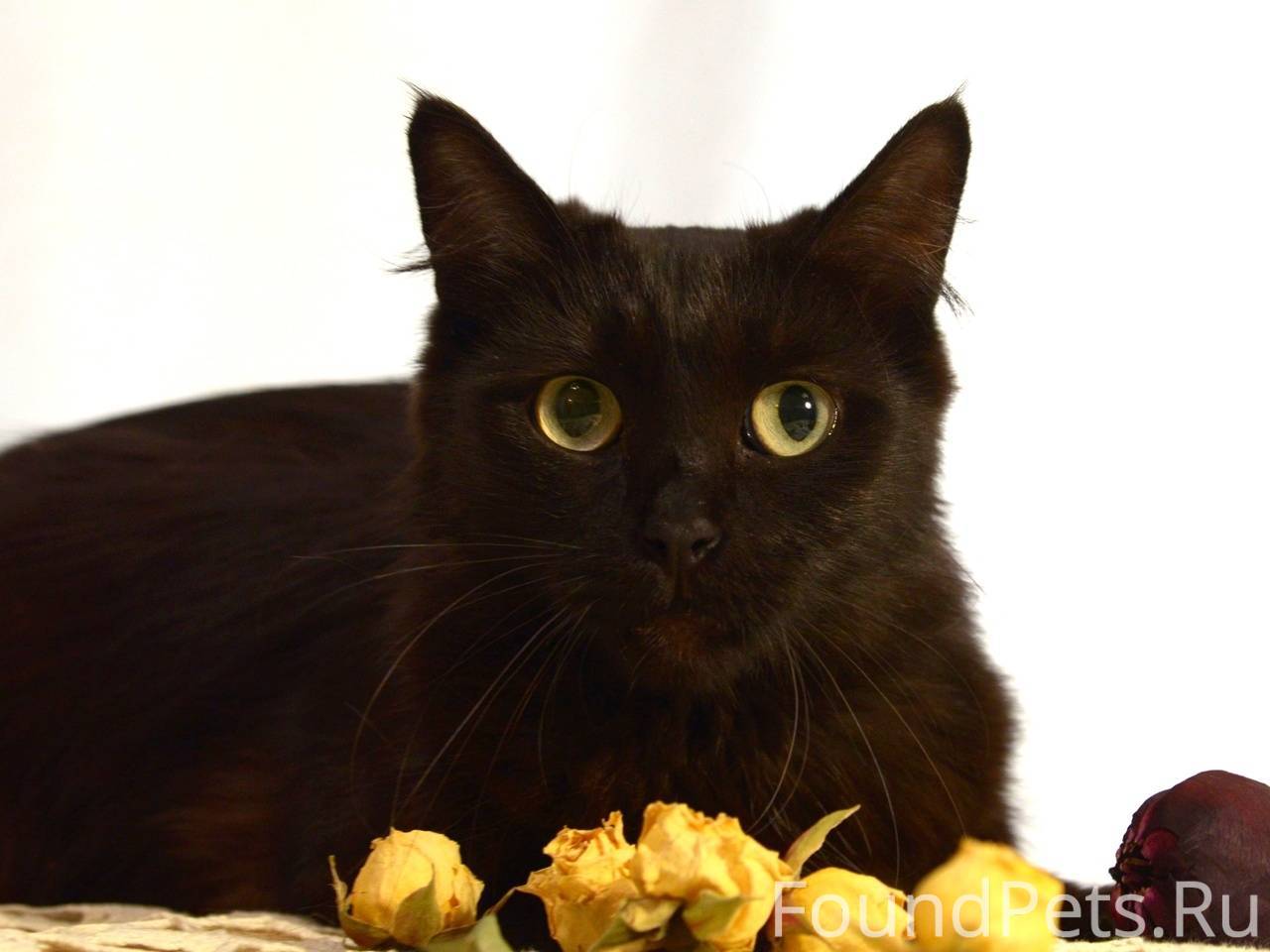 Отдам в добрые руки кошку. Най...