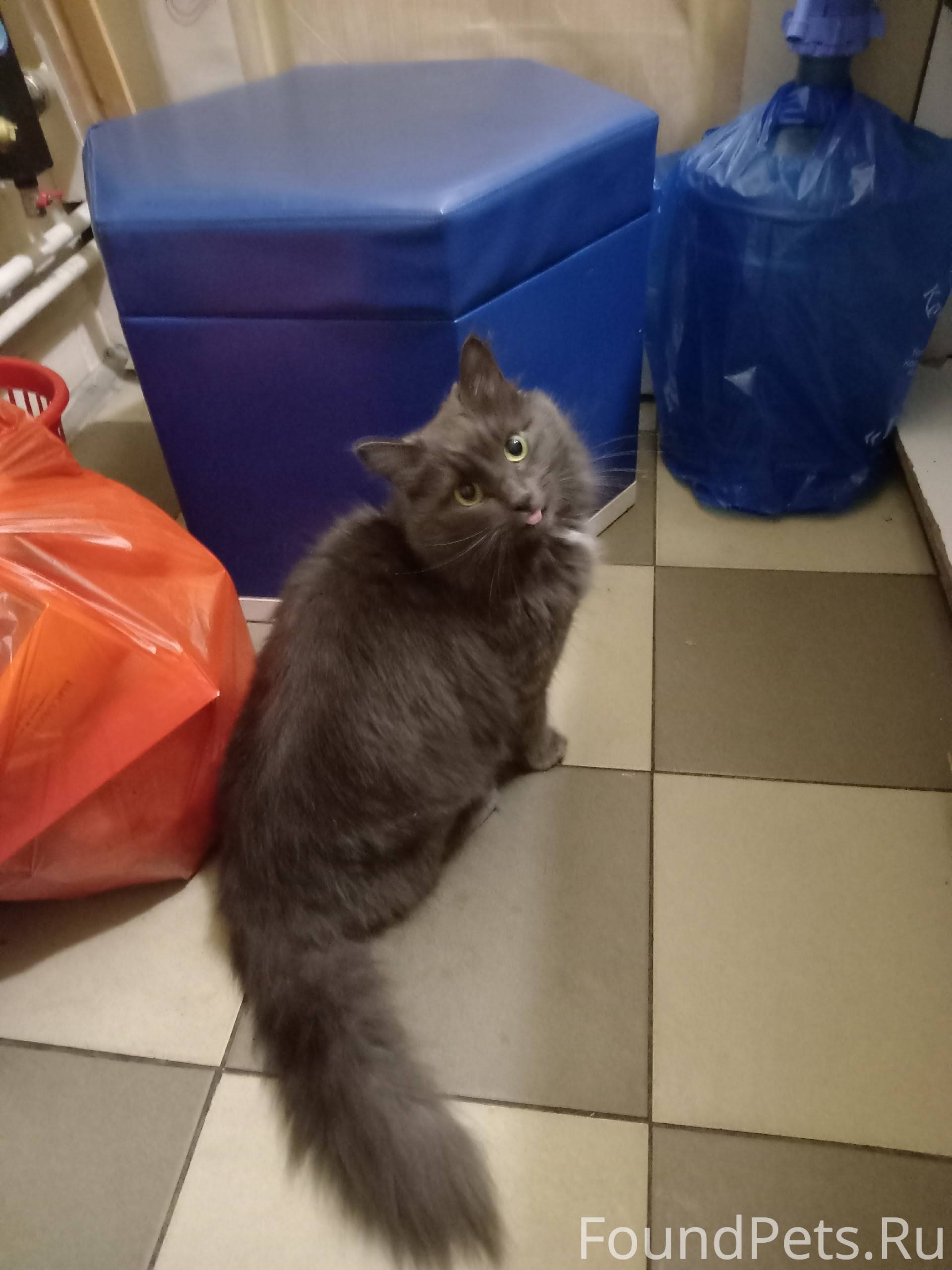 Найден кот или кошка в районе....