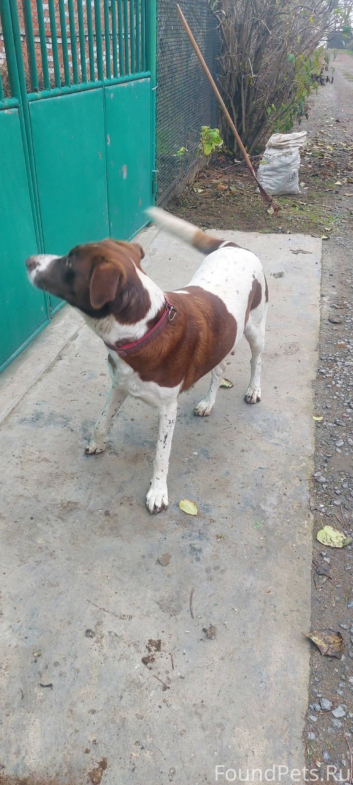 СНТ Металлург 2 Ходит собака с...