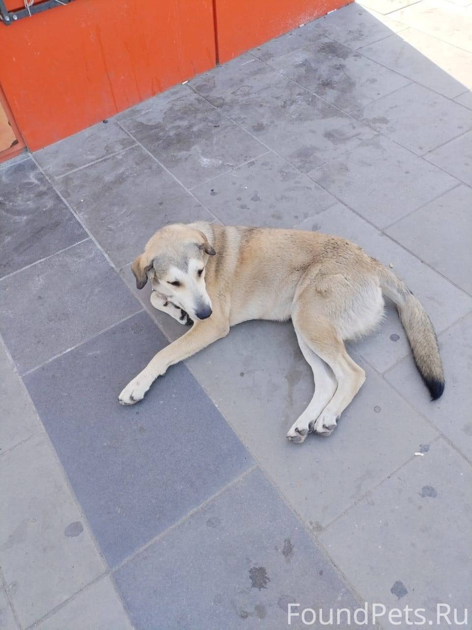 Волгоград, ТЗР !!! Убежала соб...