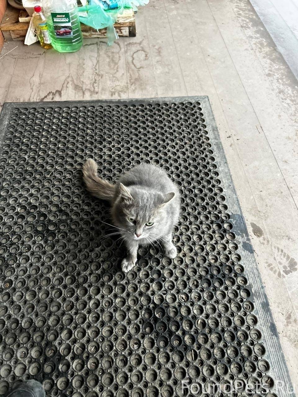 🆘Пропала кошечка 🆘 беременная ...