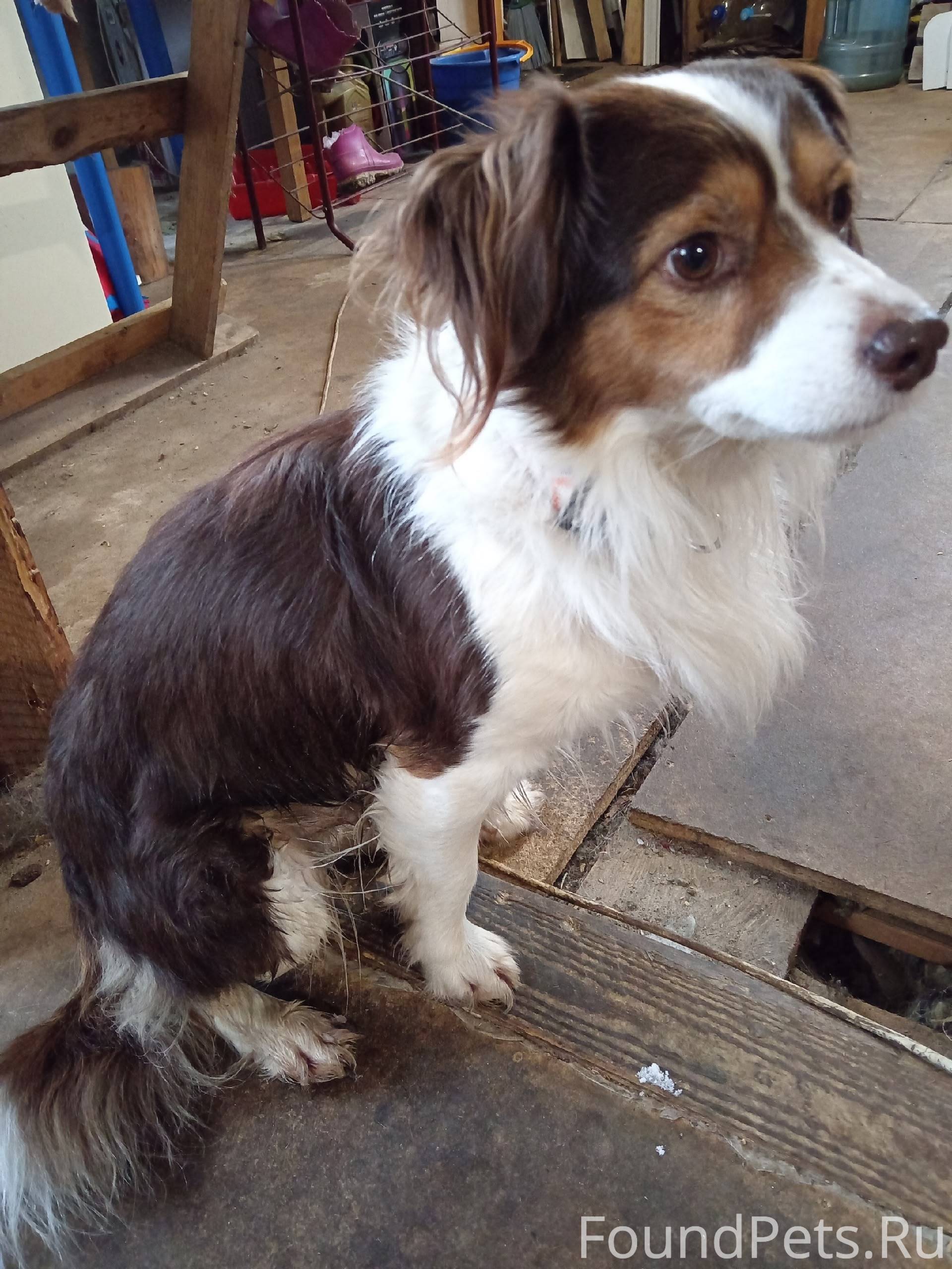 Петрозаводск Прибилась собака ...