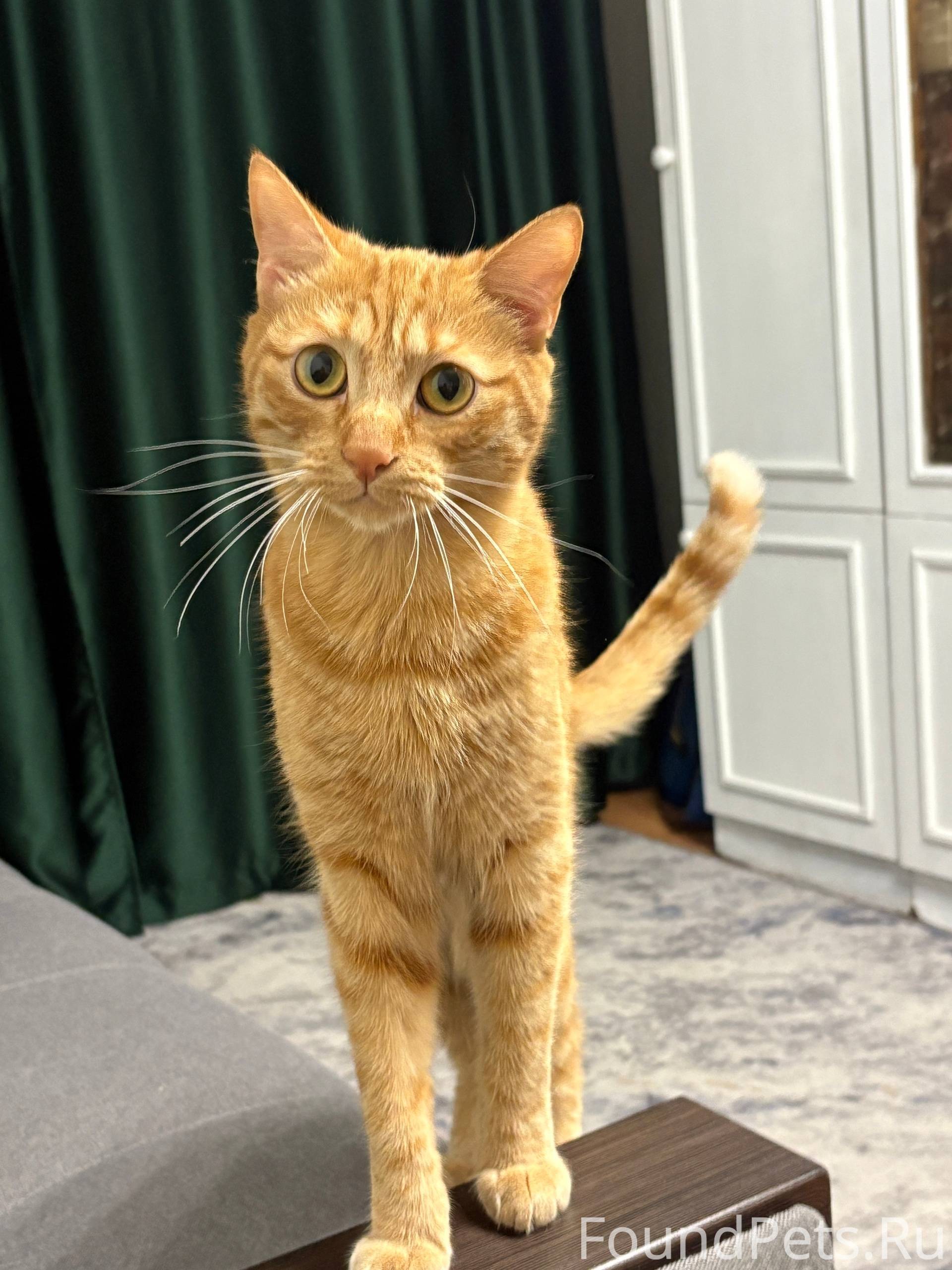 Здравствуйте! Потерялся кот ❗️...