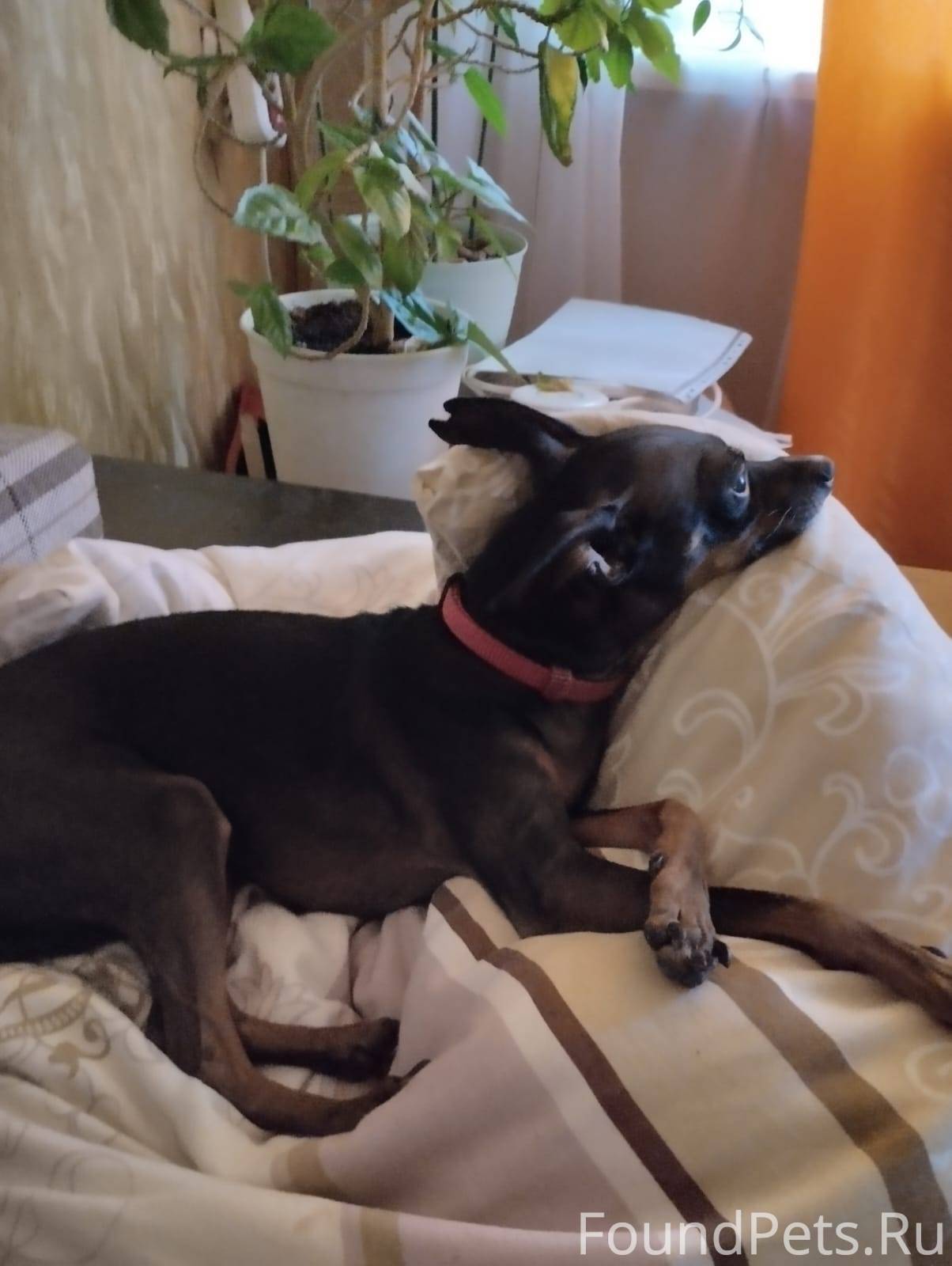 ВНИМАНИЕ!!! ПРОПАЛА СОБАКА! Кл...