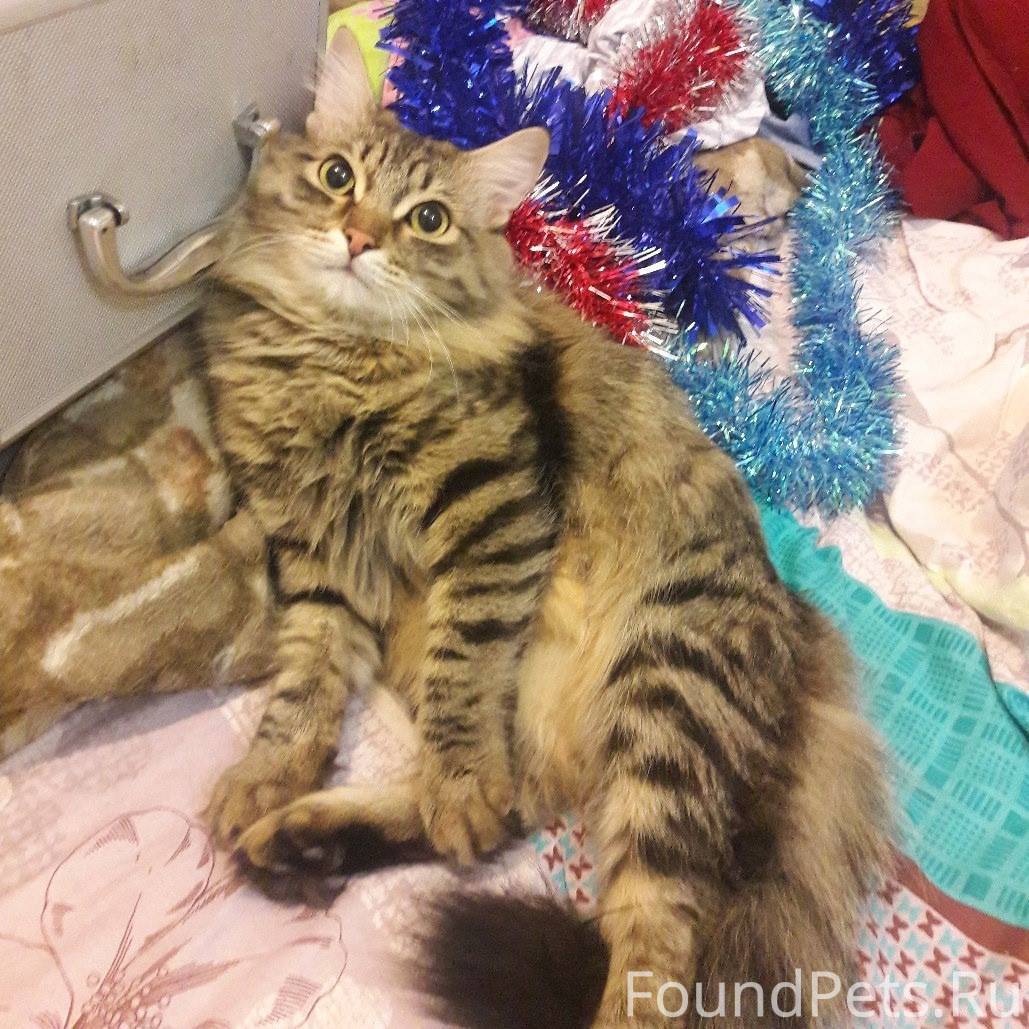 ❗Пропал кот в районе магазина ...