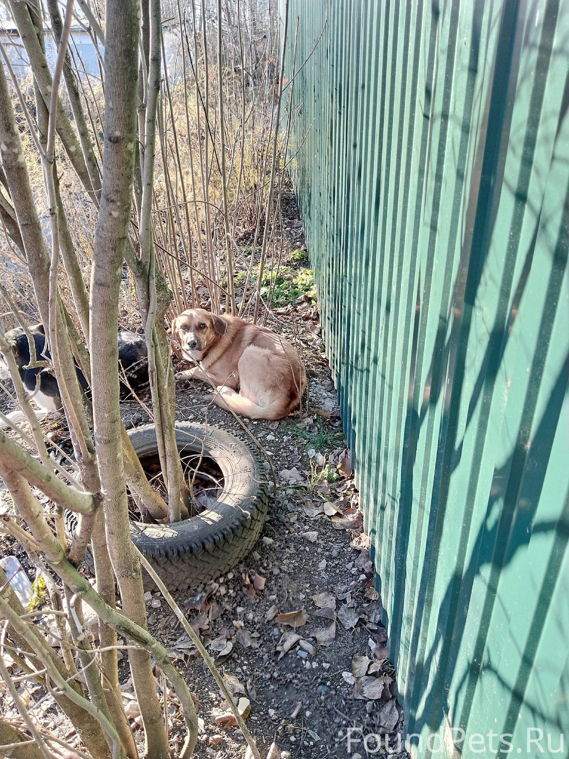 Чей пёс с ошейником, молодой в...