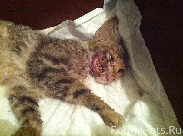 Найдена кошечка, доставали , м...