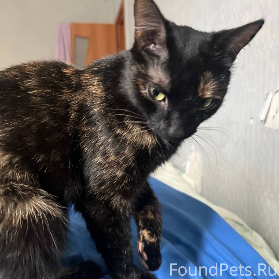 Пропала кошка! Откликается на ...