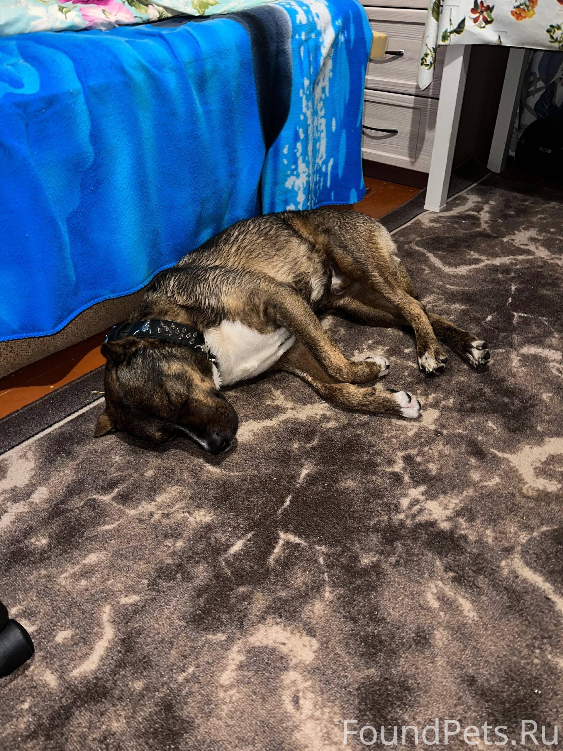 Найден пёс в г.Обнинск , может...