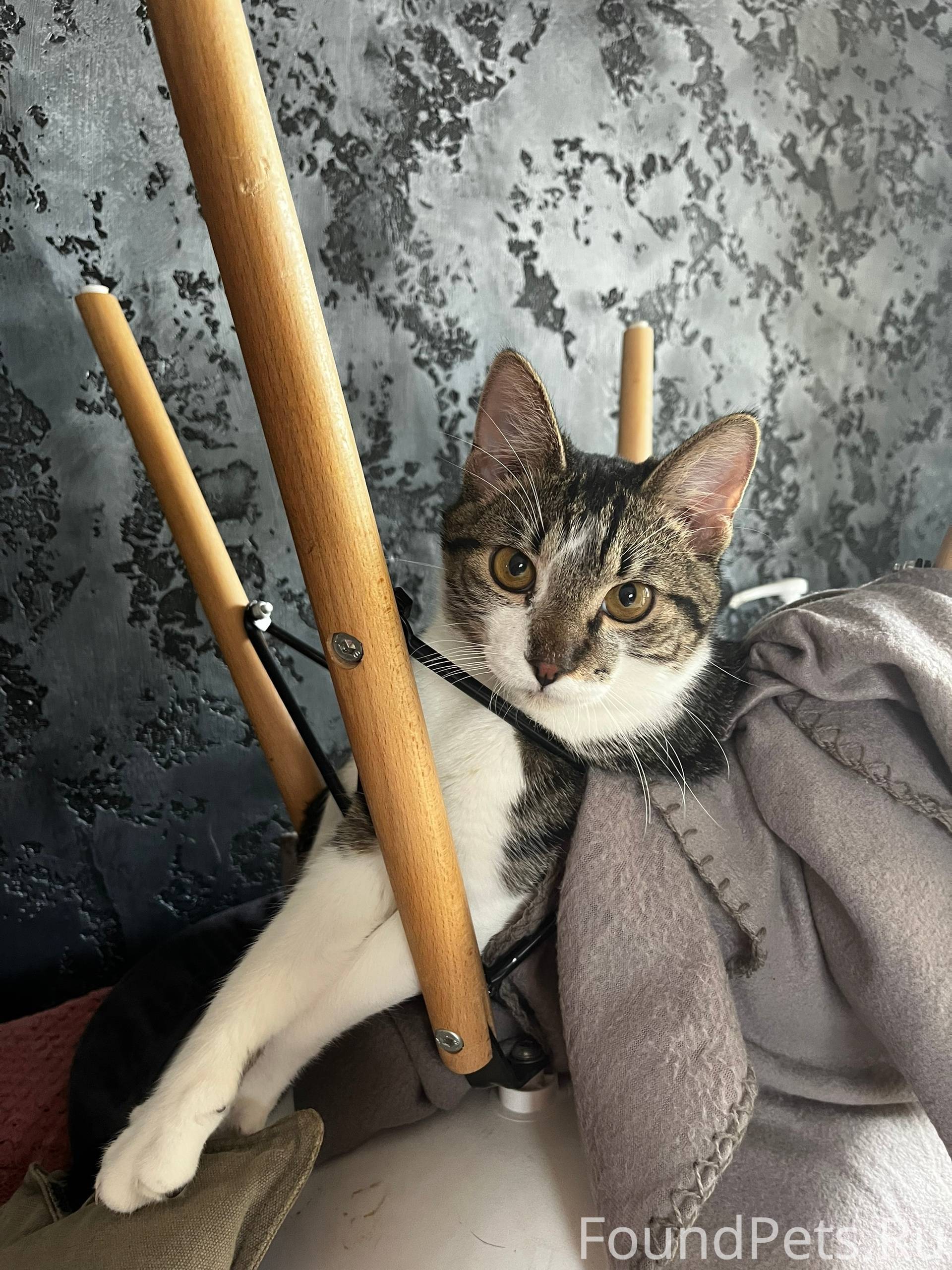 Пропал кот, по улице Слободска...