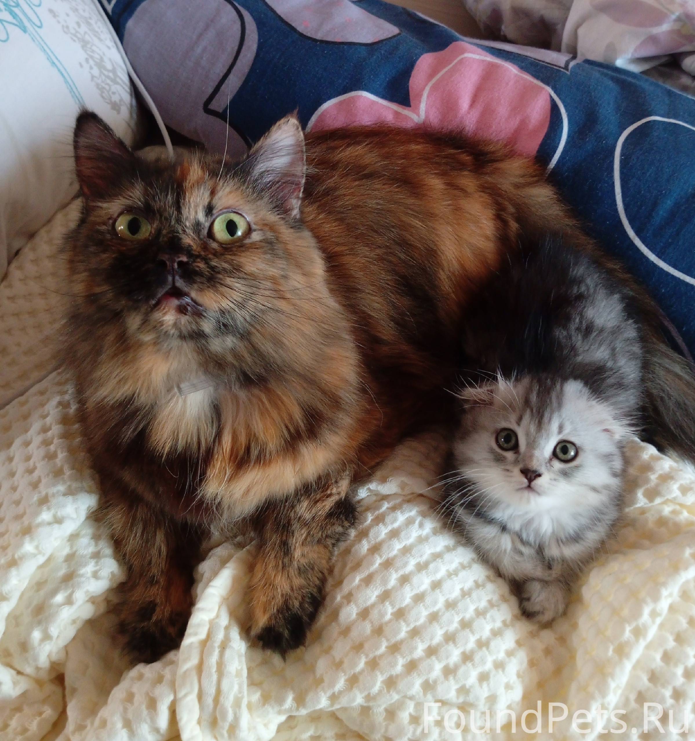 Пропала кошка по кличке Пыша в...