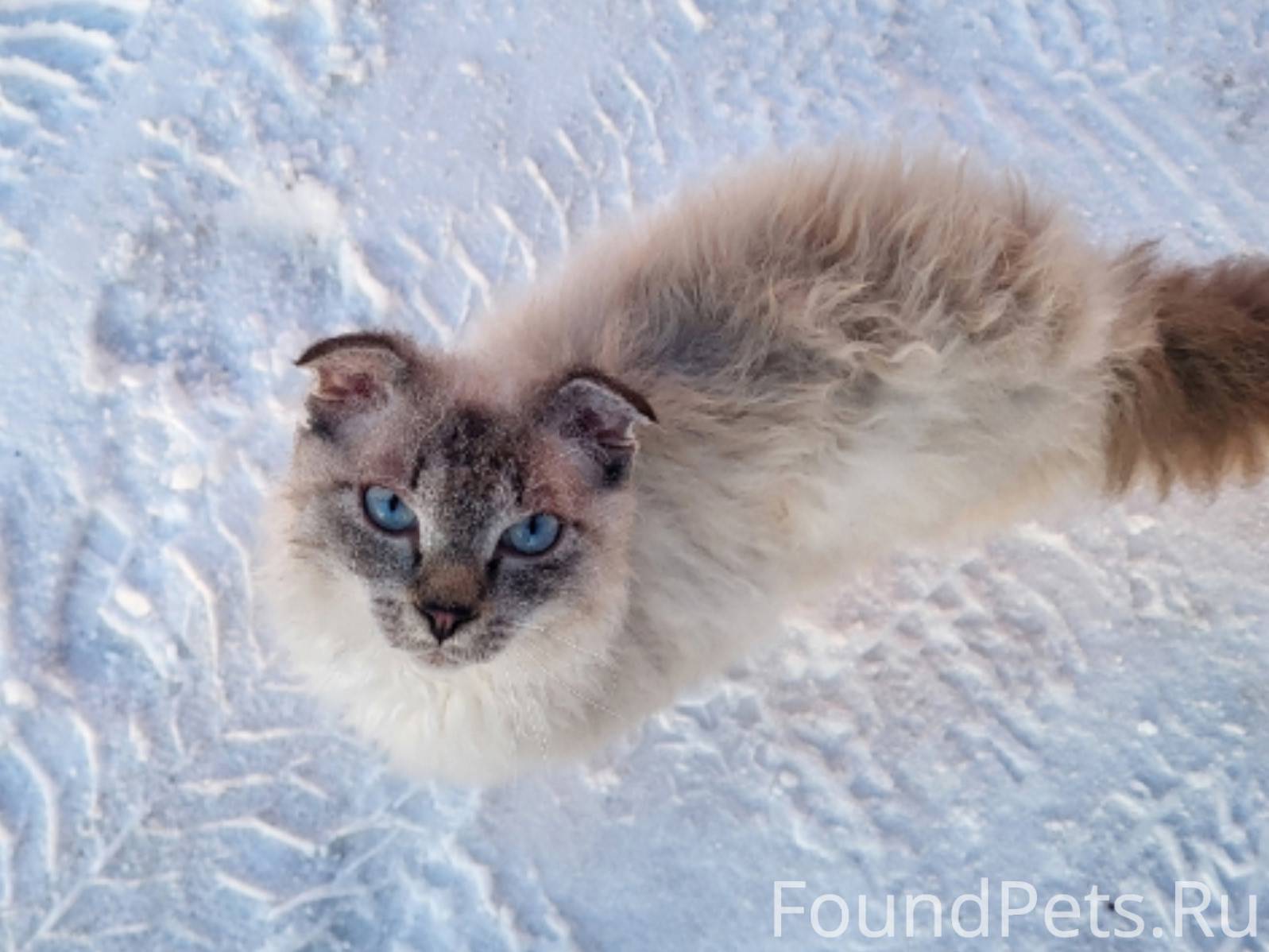 Пропал кот в районе заматы, ск...