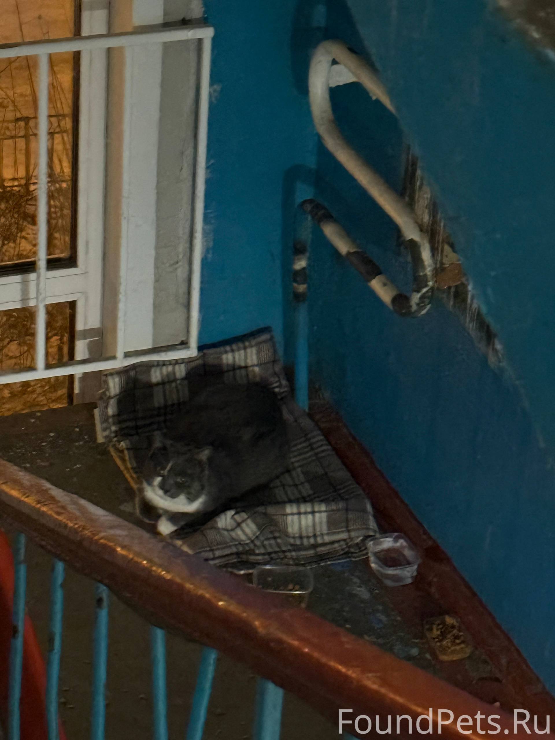 НАЙДЕН КОТ! По адресу Московск...