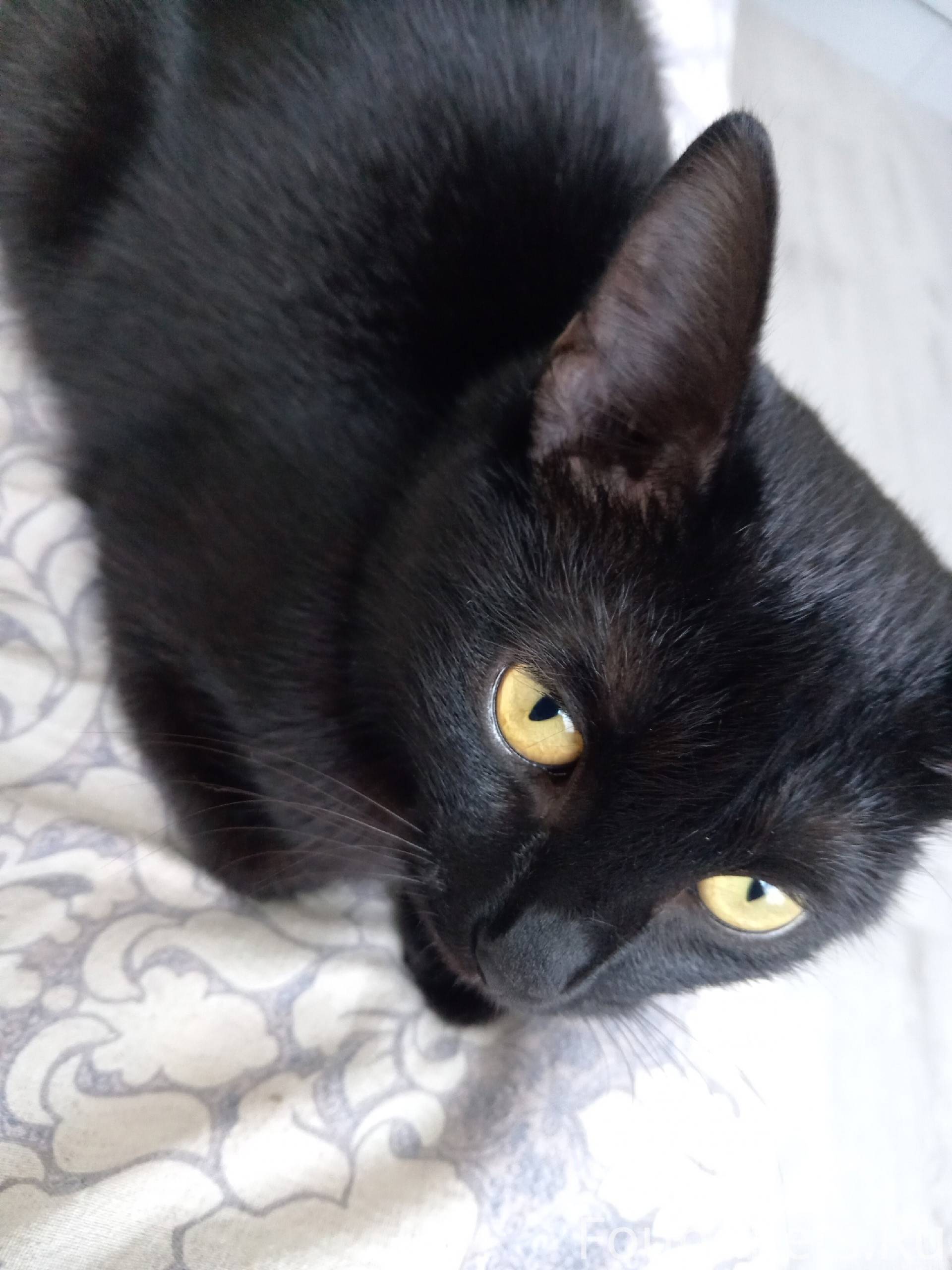 Пропала кошка около Софьи Перо...