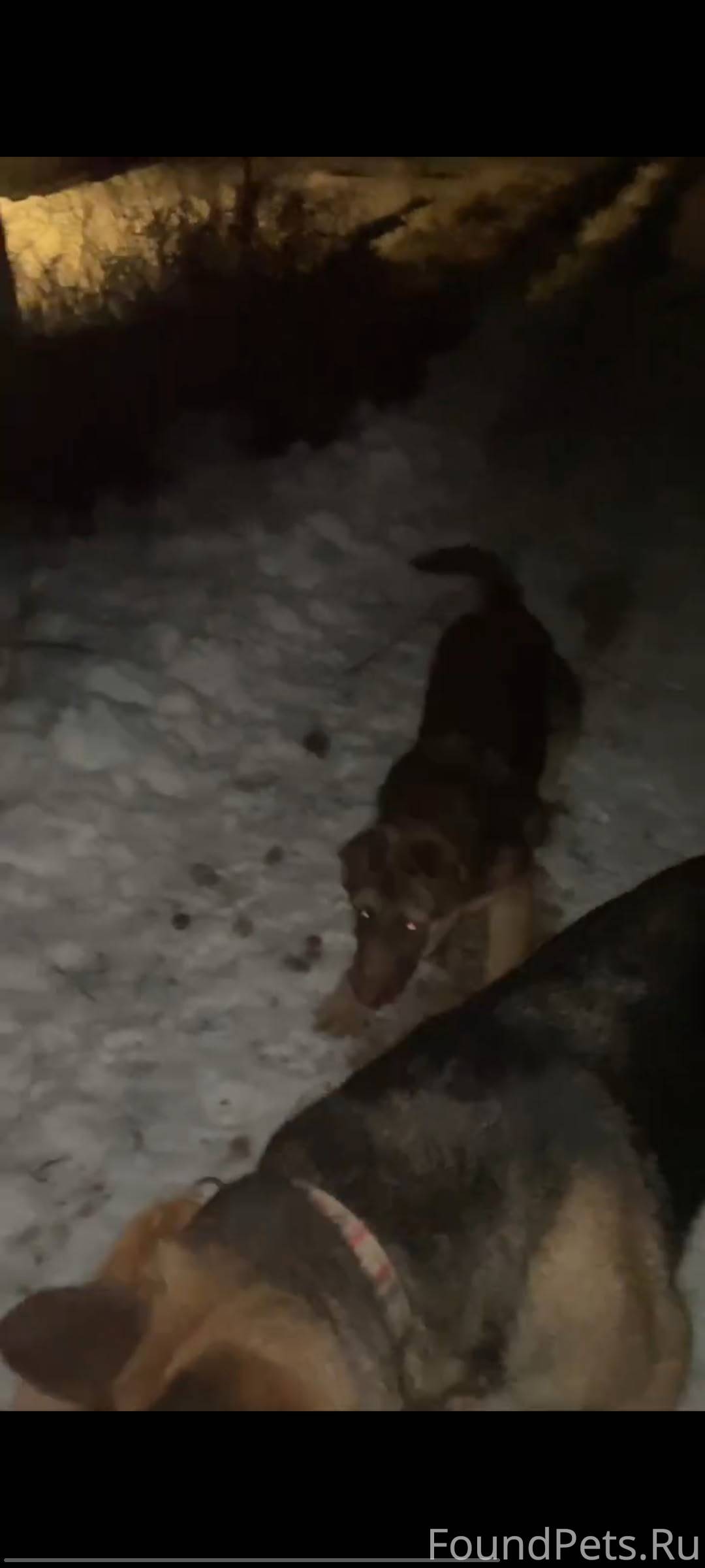 🚨🚨🚨 Пропал щенок овчарки!!! Сб...