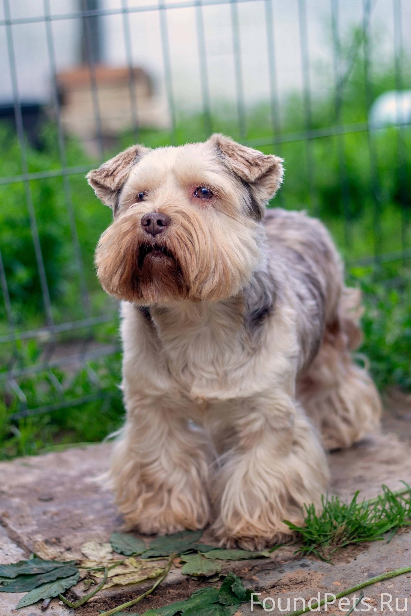 Пропала собака! Первомайский р...