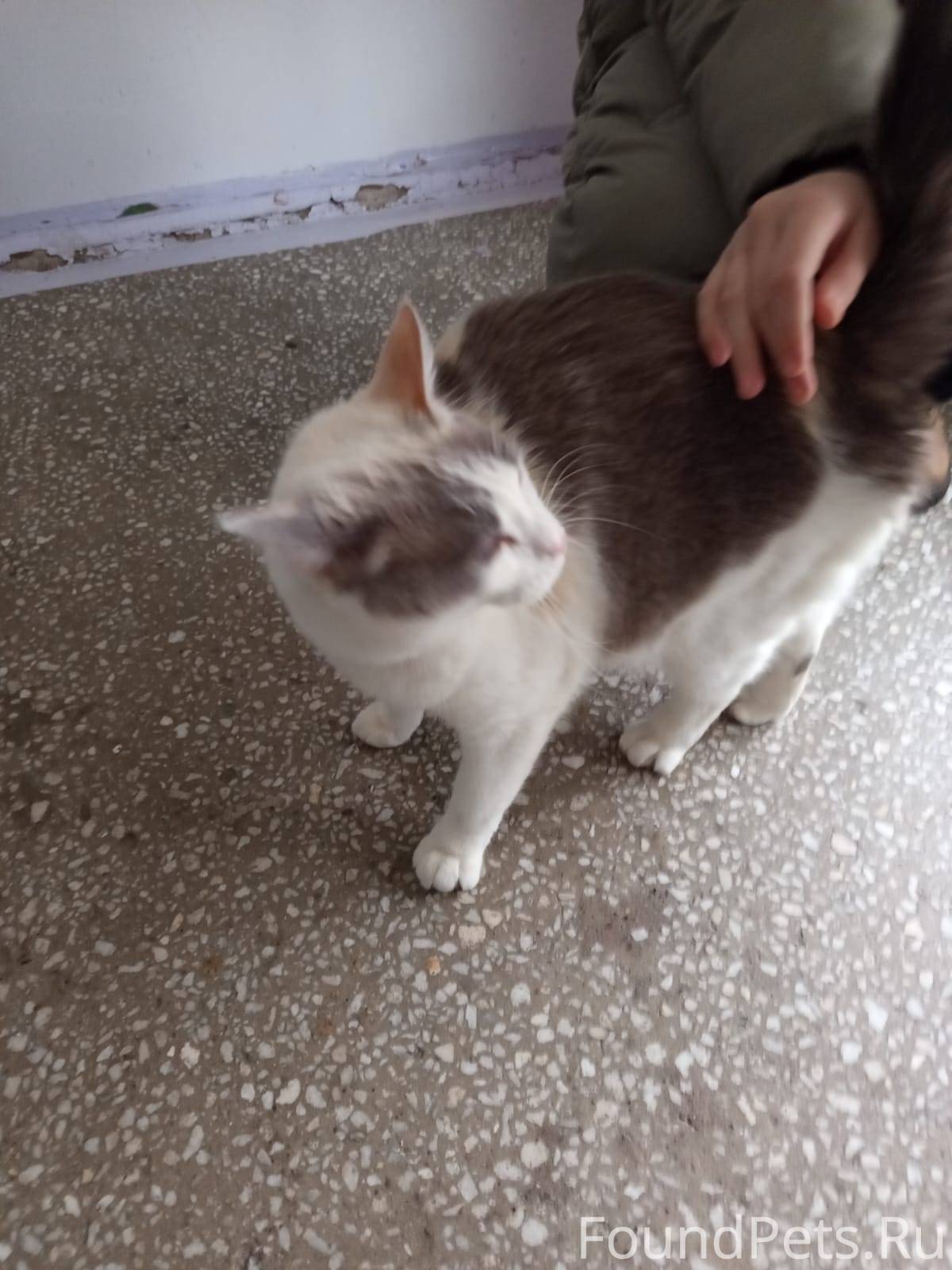 Здравствуйте, найдена кошка се...