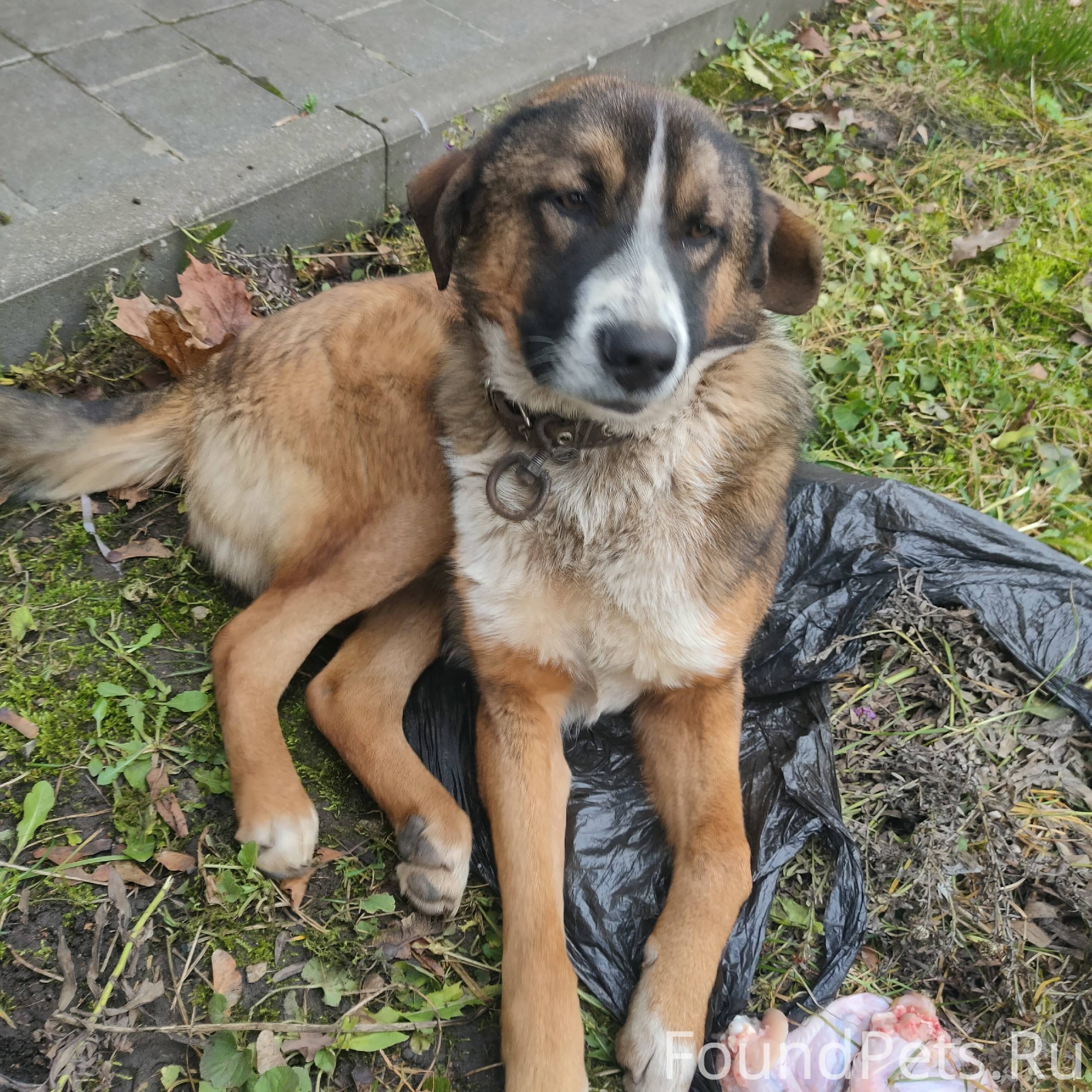 Новомосковск, чья потеряшка? Щ...