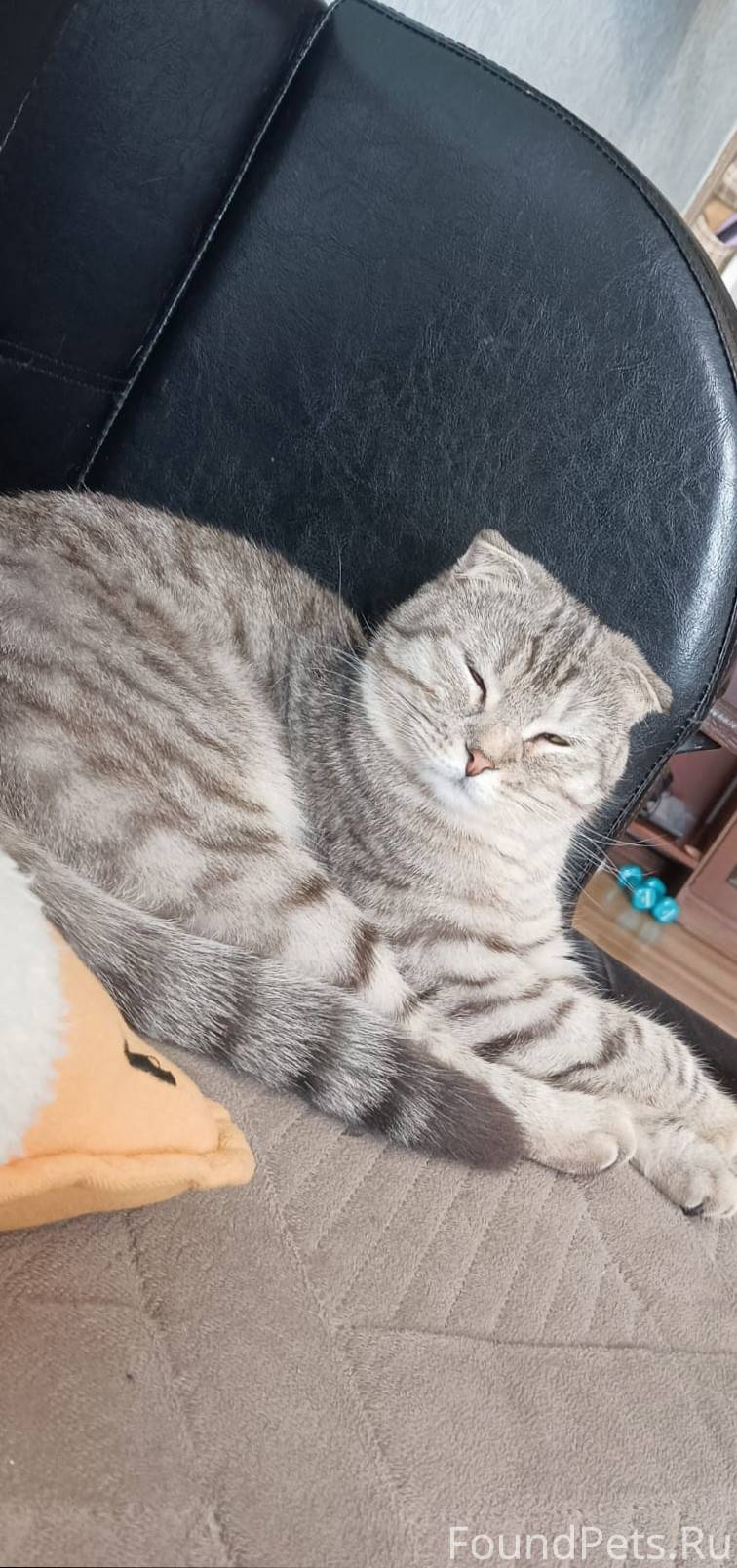 Пропал кот, территориально 60 ...